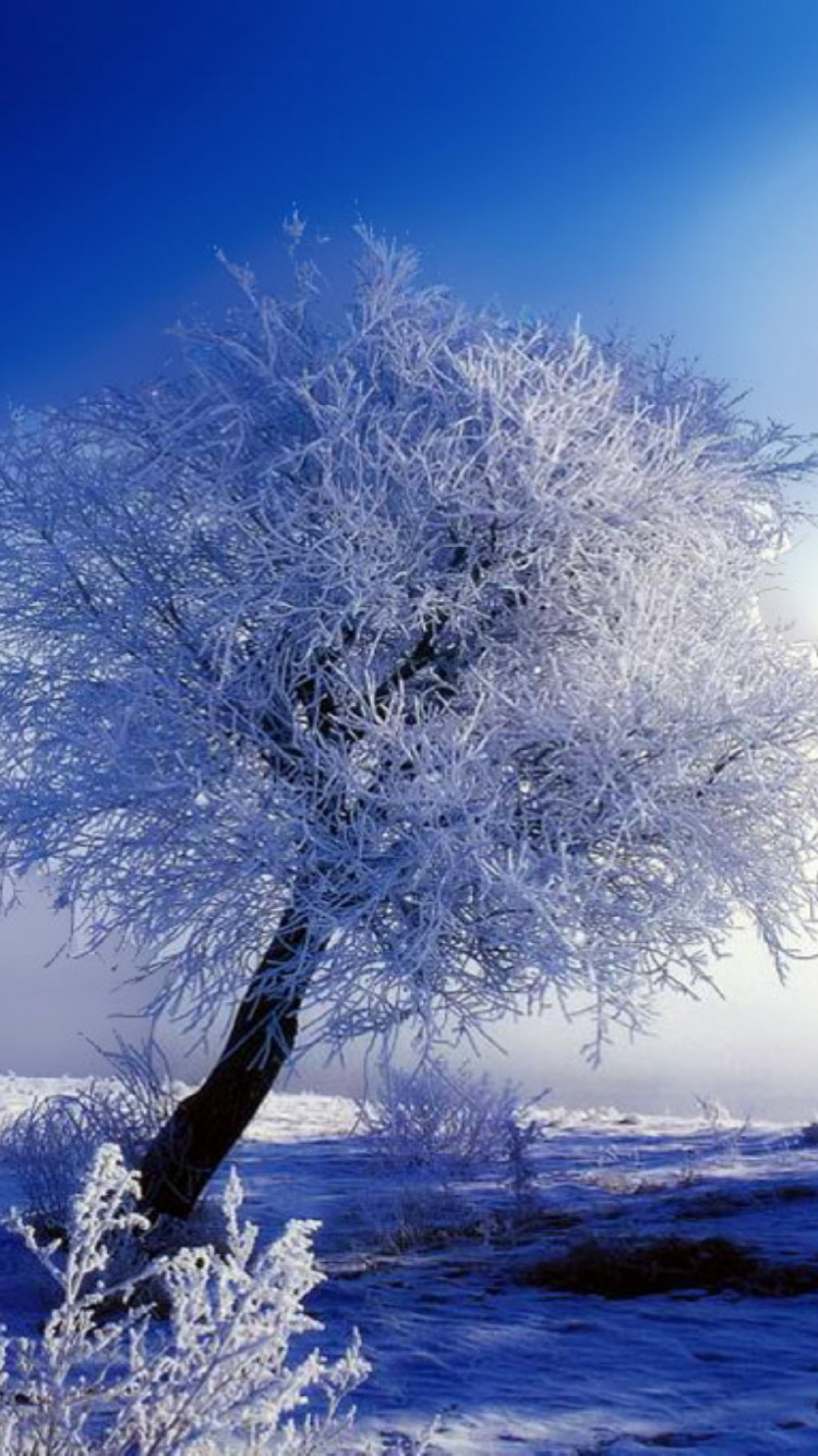 Árbol Blanco Sobre Suelo Cubierto de Nieve Durante el Día. Wallpaper in 750x1334 Resolution