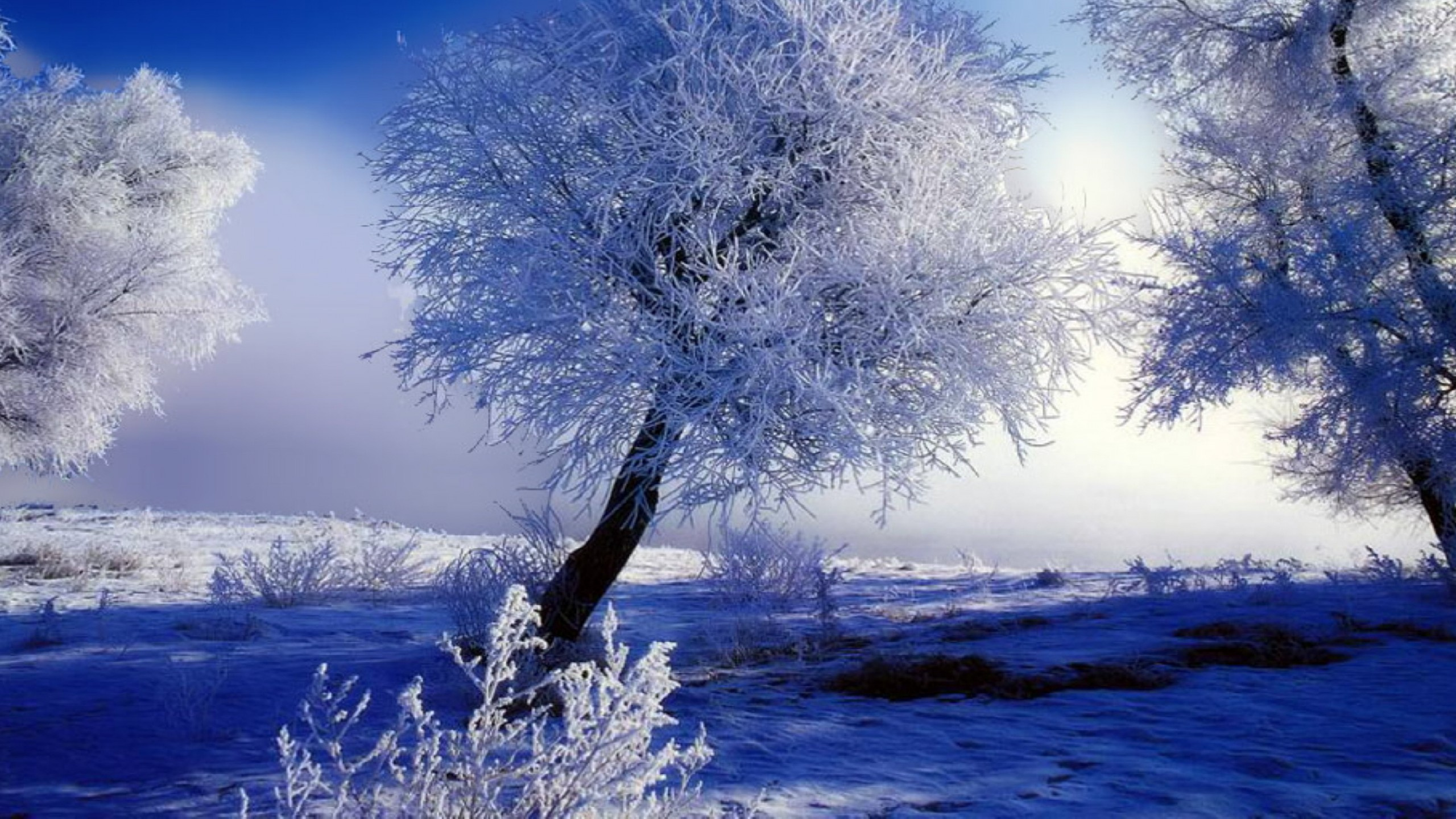 Weißer Baum Auf Schneebedecktem Boden Tagsüber. Wallpaper in 2560x1440 Resolution