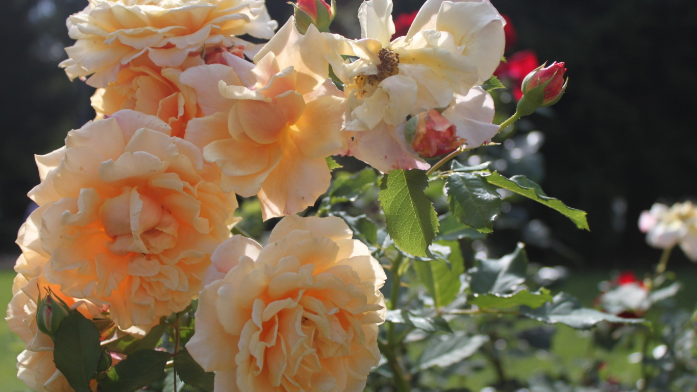 Pink and White Flower in Tilt Shift Lens. Wallpaper in 1366x768 Resolution
