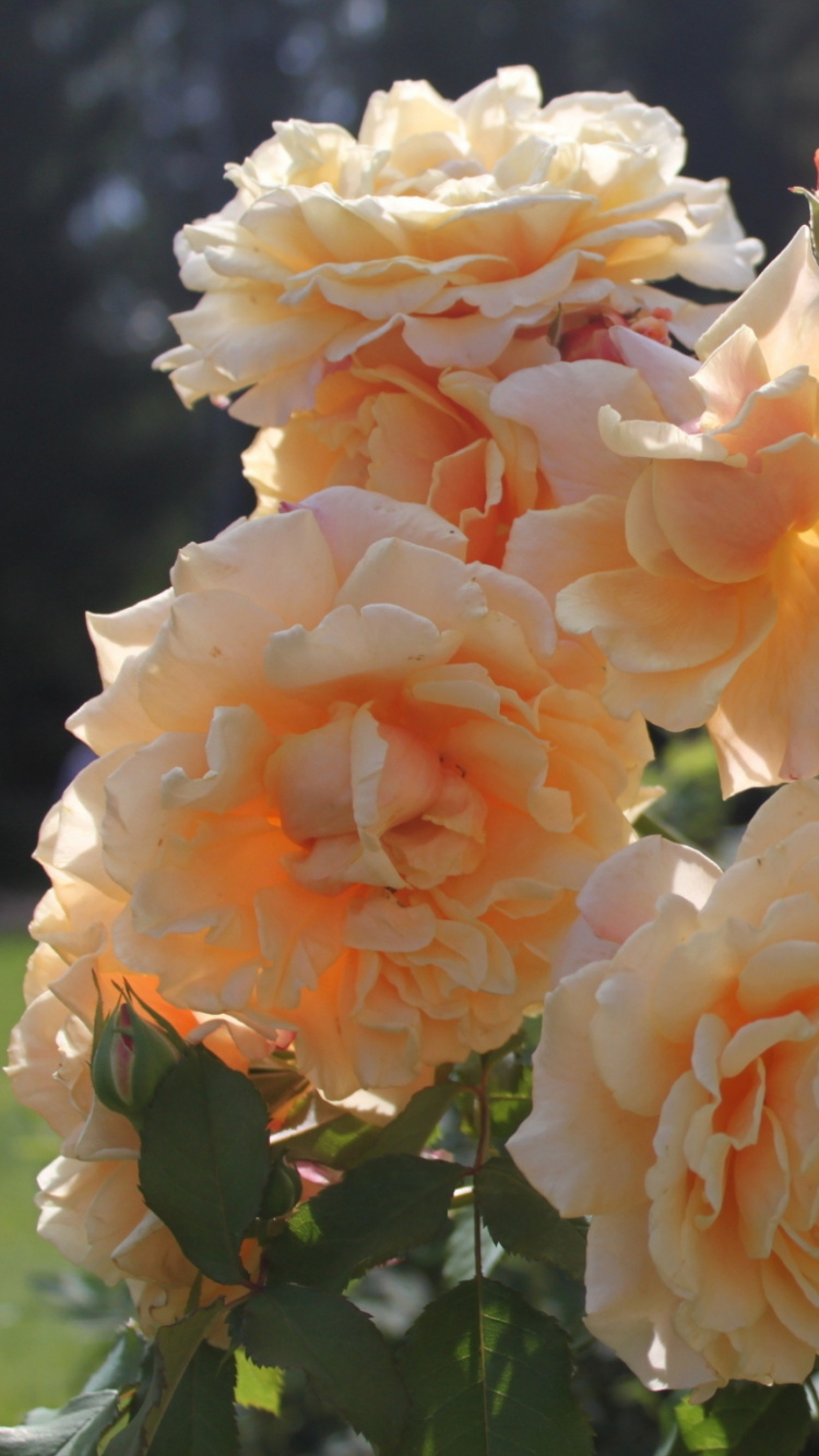 Pink and White Flower in Tilt Shift Lens. Wallpaper in 750x1334 Resolution