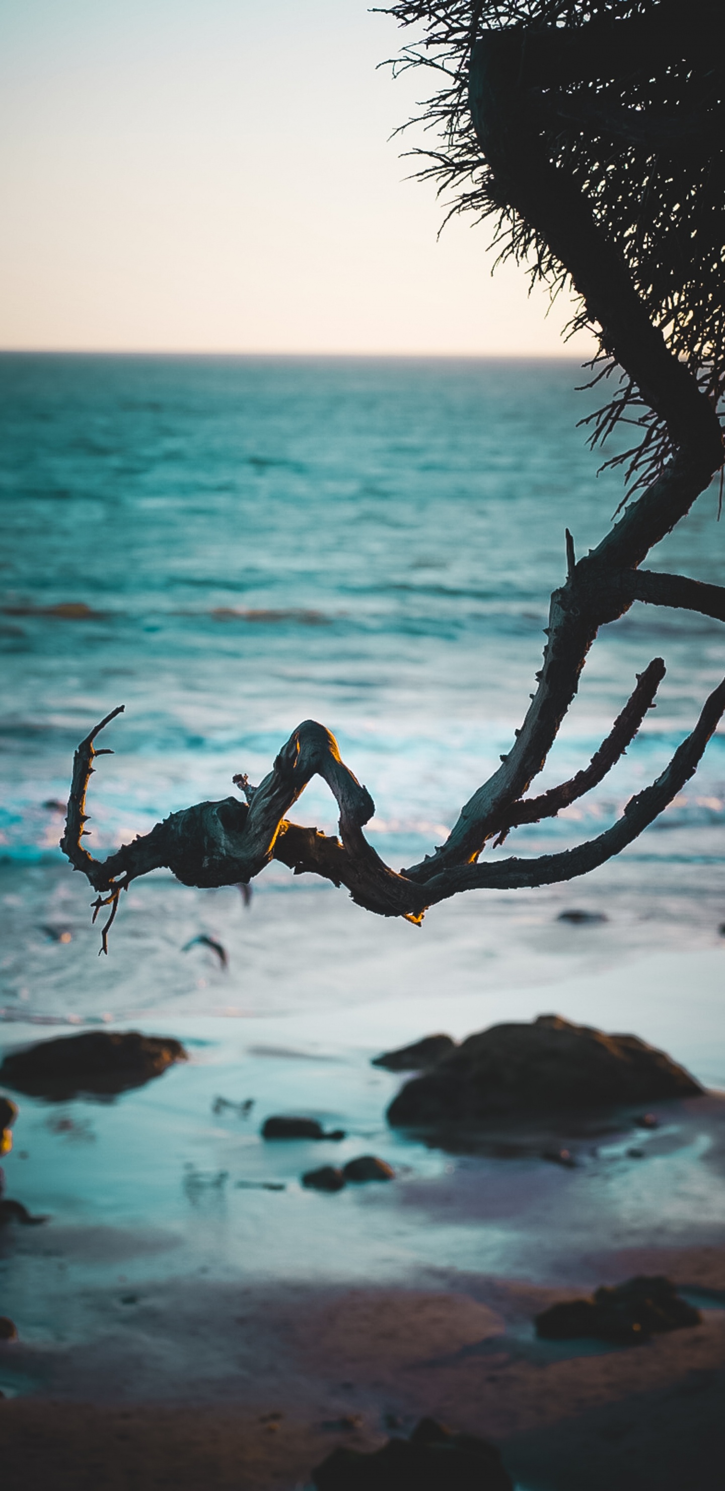 Shore, Ocean, Beach, Malibu, Tropics. Wallpaper in 1440x2960 Resolution