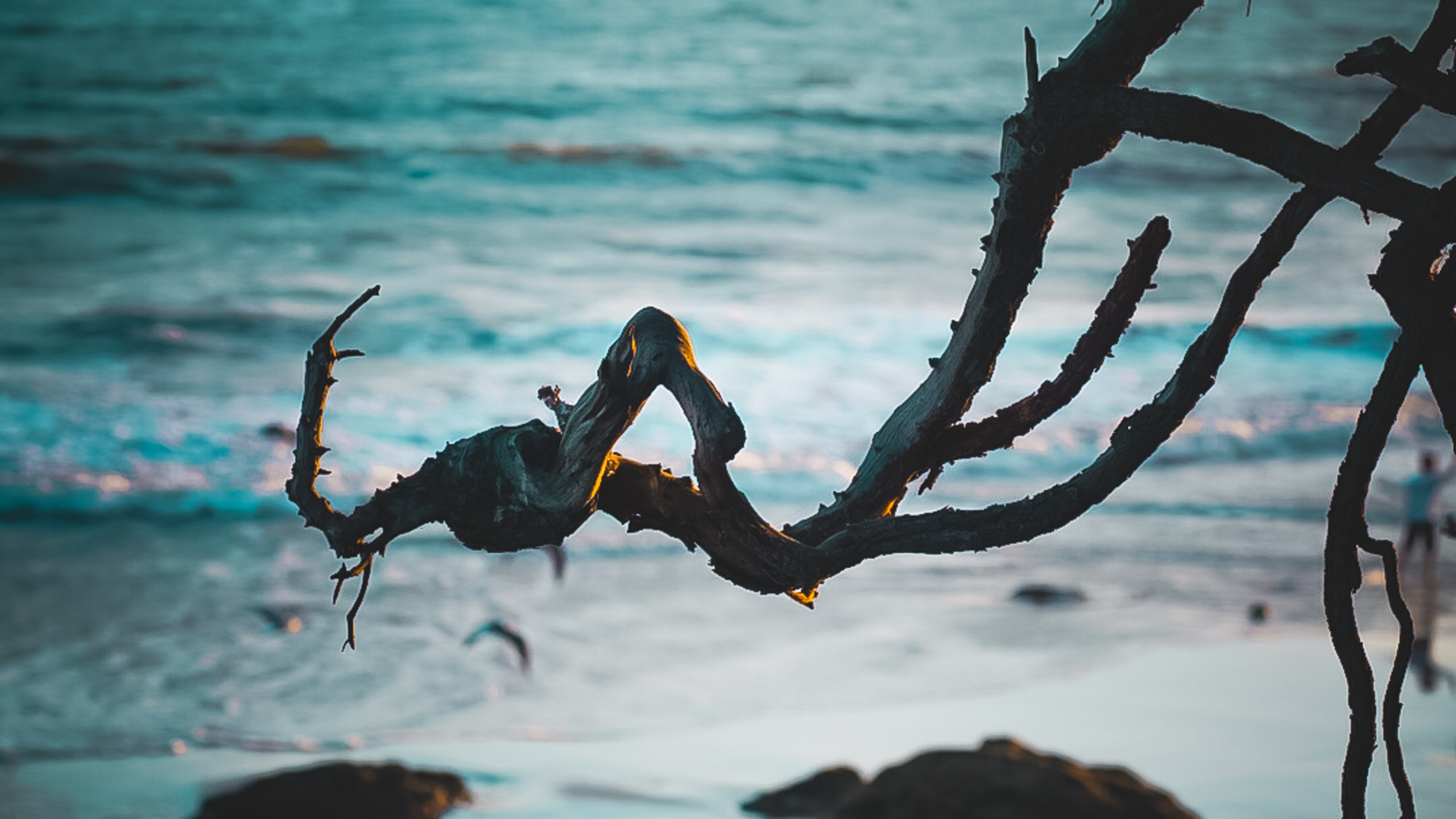 Shore, Ocean, Beach, Malibu, Tropics. Wallpaper in 2560x1440 Resolution