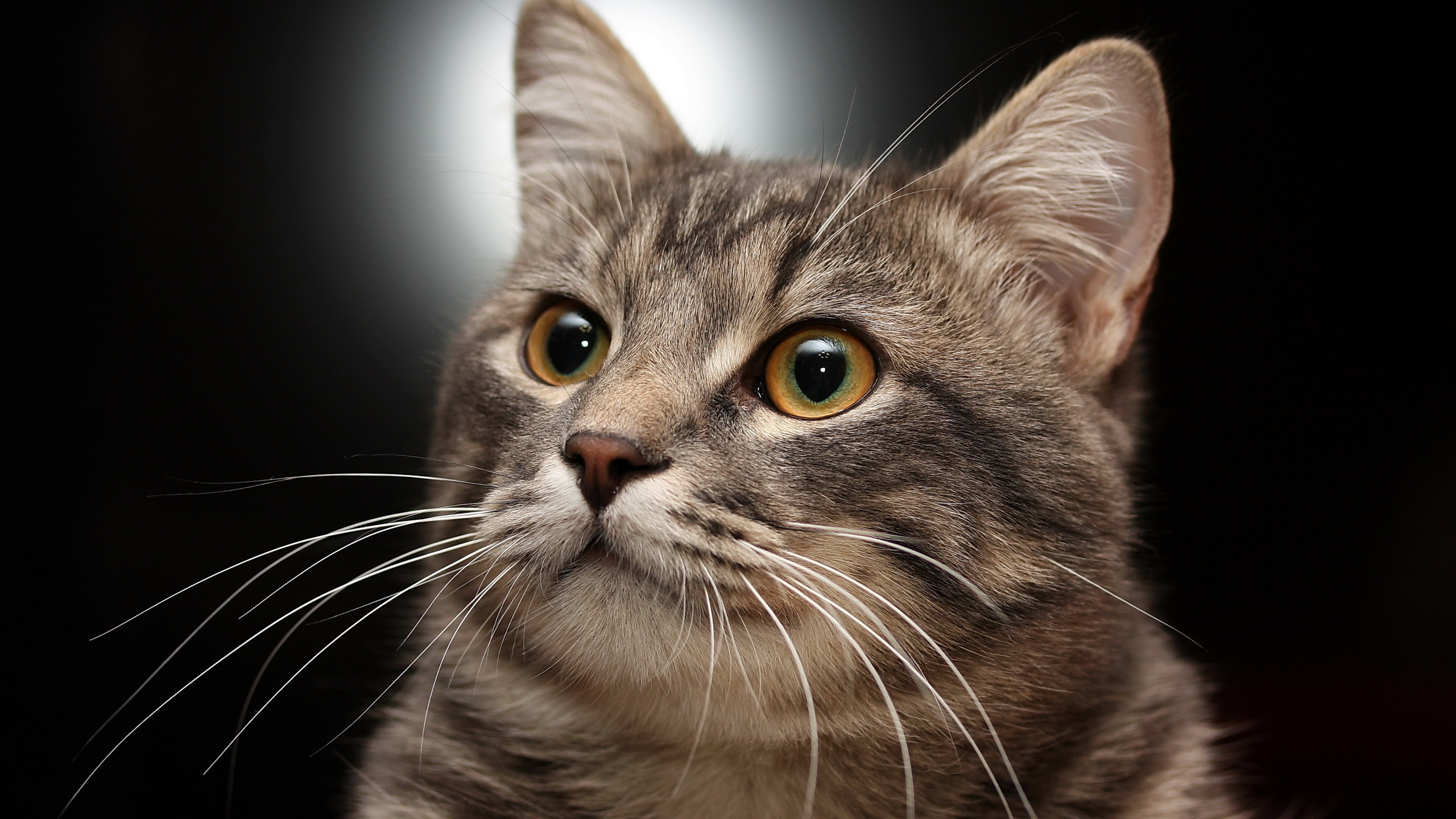 Braune Tabby-Katze in Nahaufnahme. Wallpaper in 2560x1440 Resolution