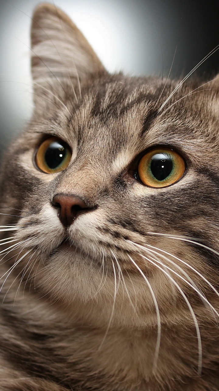 Braune Tabby-Katze in Nahaufnahme. Wallpaper in 720x1280 Resolution