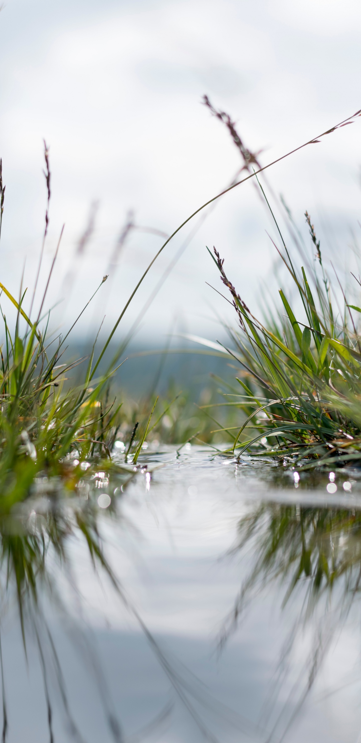 Wasser, Natur, Gras, Reflexion, Naturlandschaft. Wallpaper in 1440x2960 Resolution
