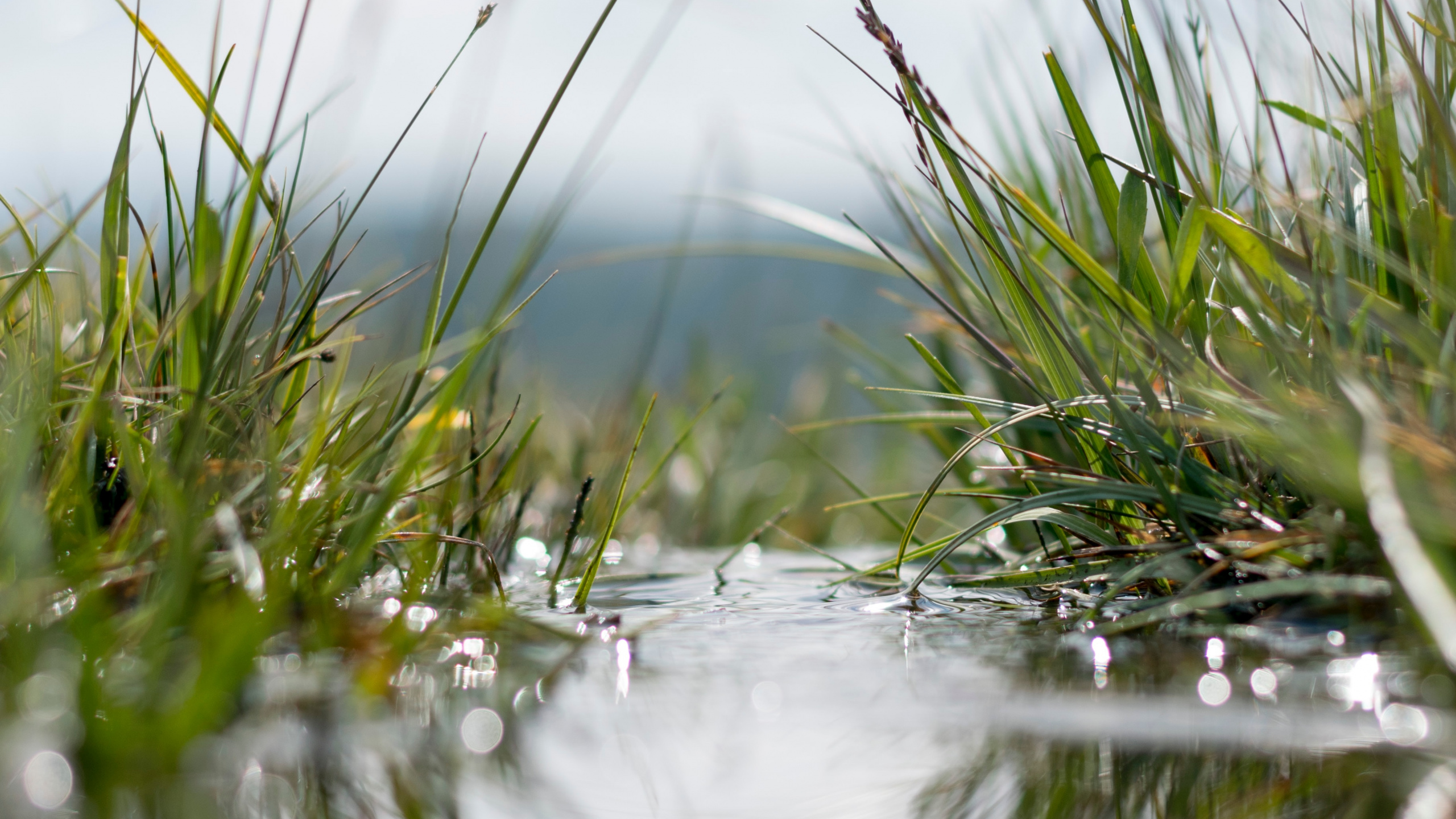 Eau, Nature, Réflexion, Paysage Naturel, Tourbière. Wallpaper in 2560x1440 Resolution