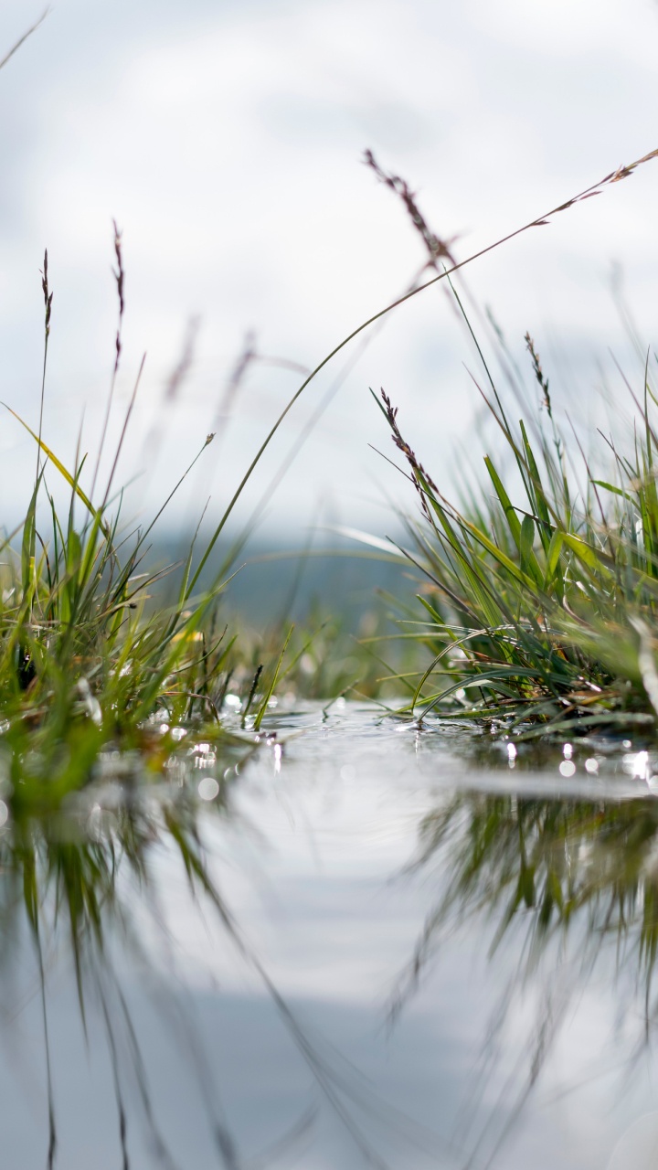 Eau, Nature, Réflexion, Paysage Naturel, Tourbière. Wallpaper in 720x1280 Resolution