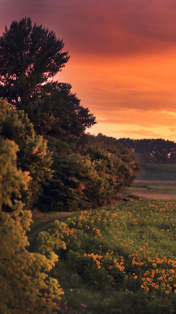 Grüne Wiese Bei Sonnenuntergang. Wallpaper in 750x1334 Resolution