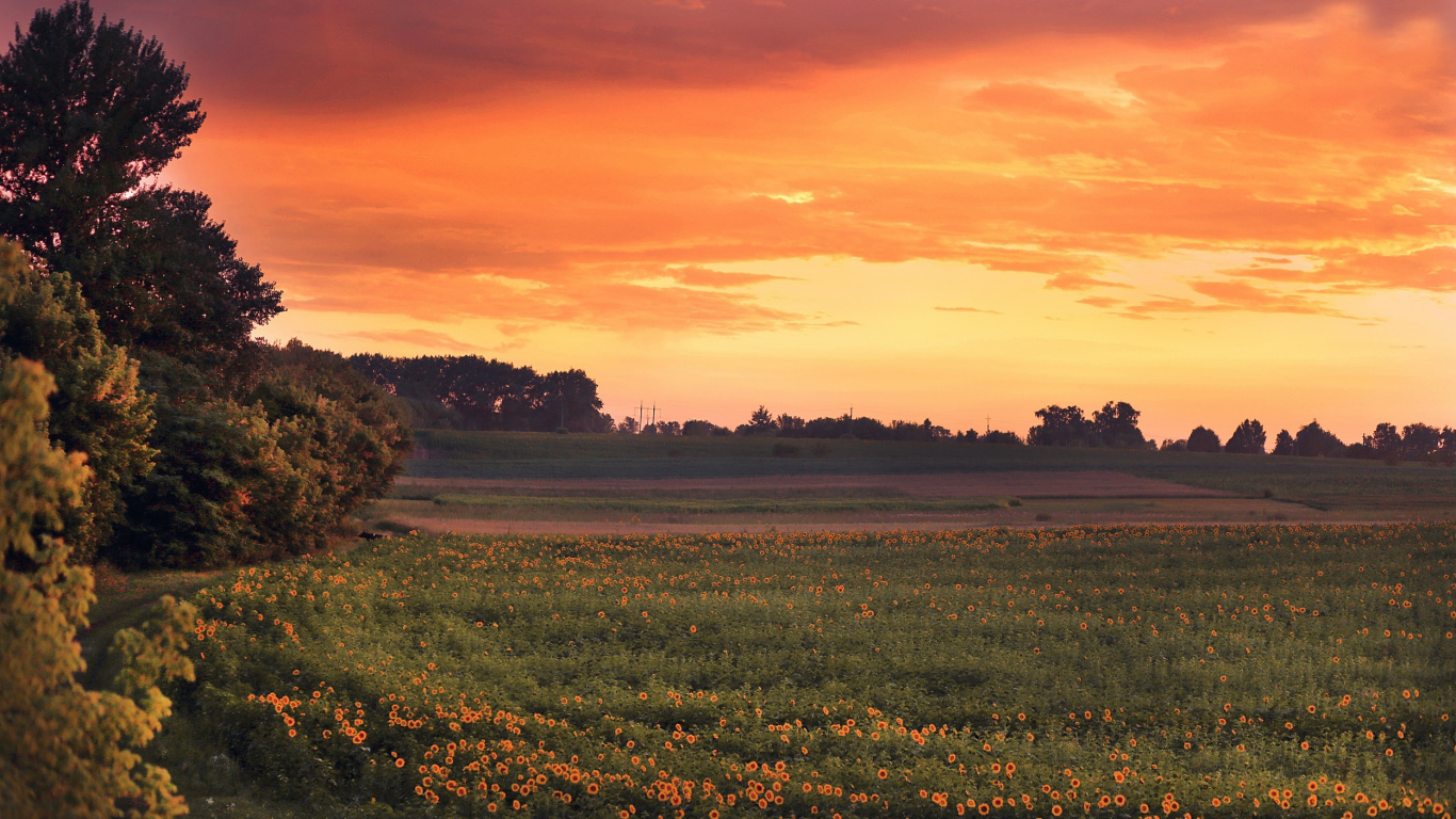 Green Grass Field During Sunset. Wallpaper in 1366x768 Resolution