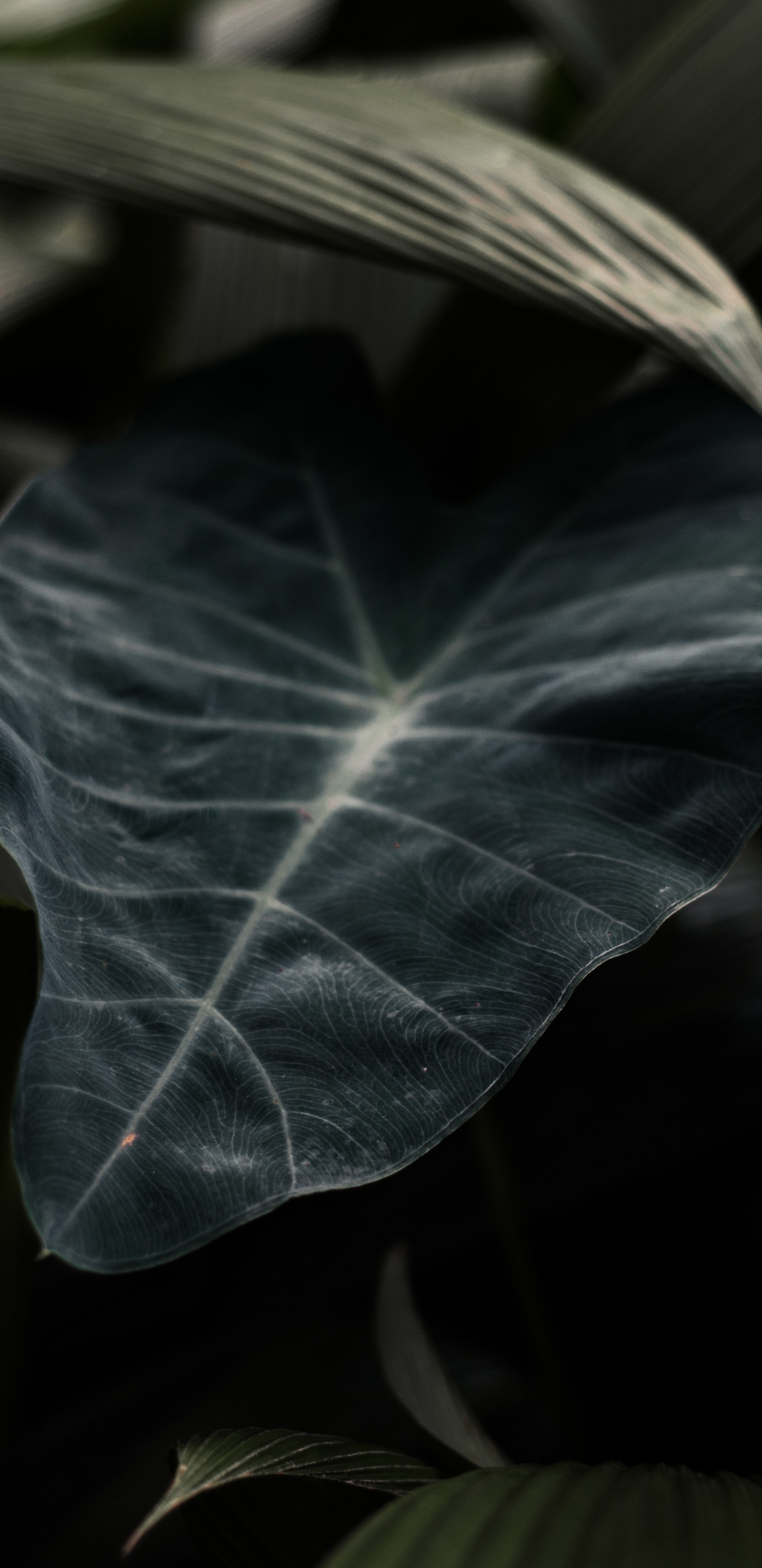 Blatt, Gr, Branch, Pflanzen, Close Up. Wallpaper in 1440x2960 Resolution