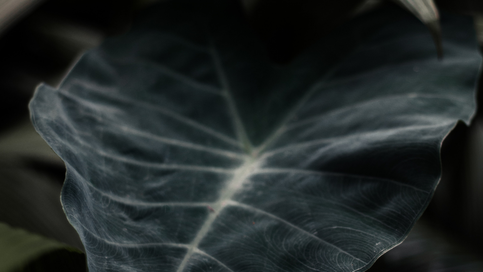 Blatt, Gr, Branch, Pflanzen, Close Up. Wallpaper in 1920x1080 Resolution