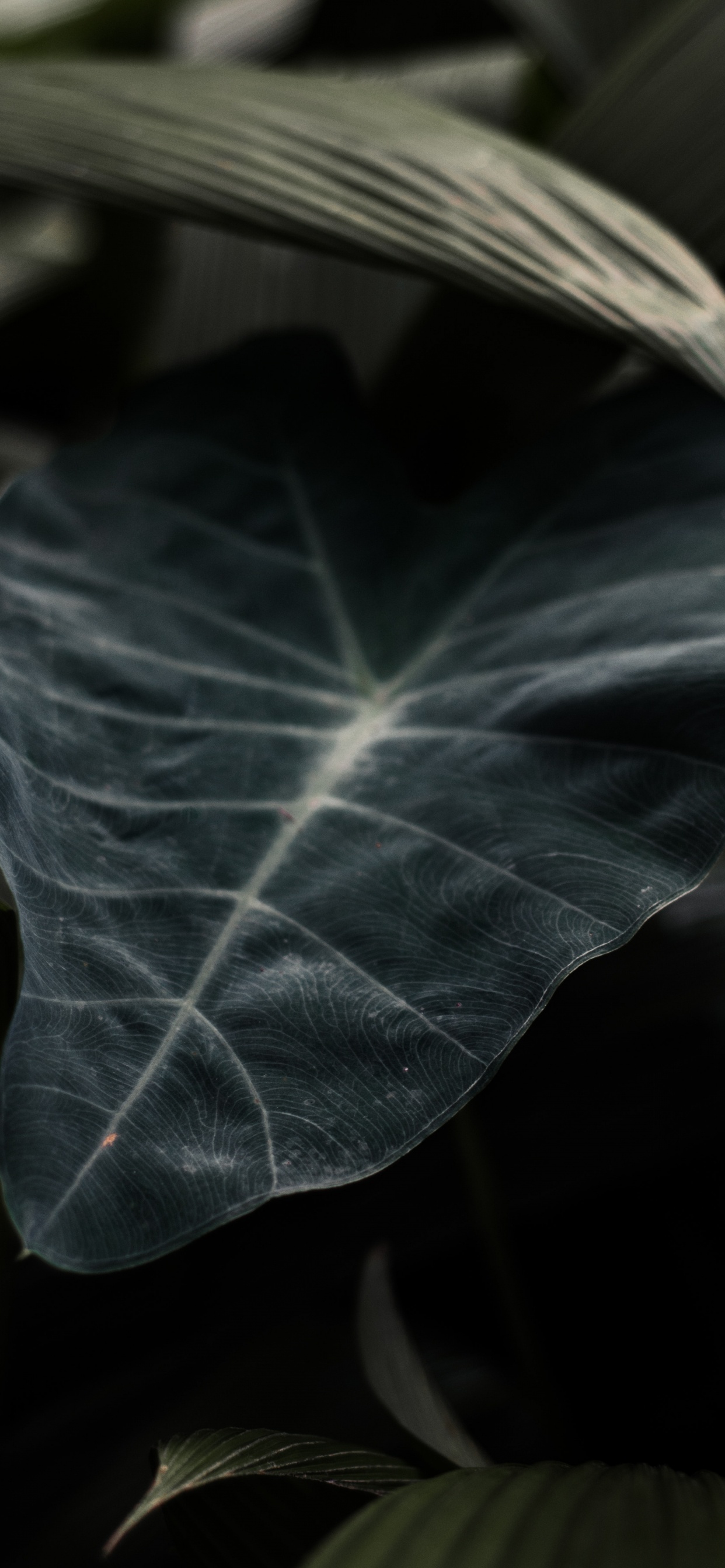 Feuille, Green, Plante, Fermer, Plante Vivace. Wallpaper in 1242x2688 Resolution