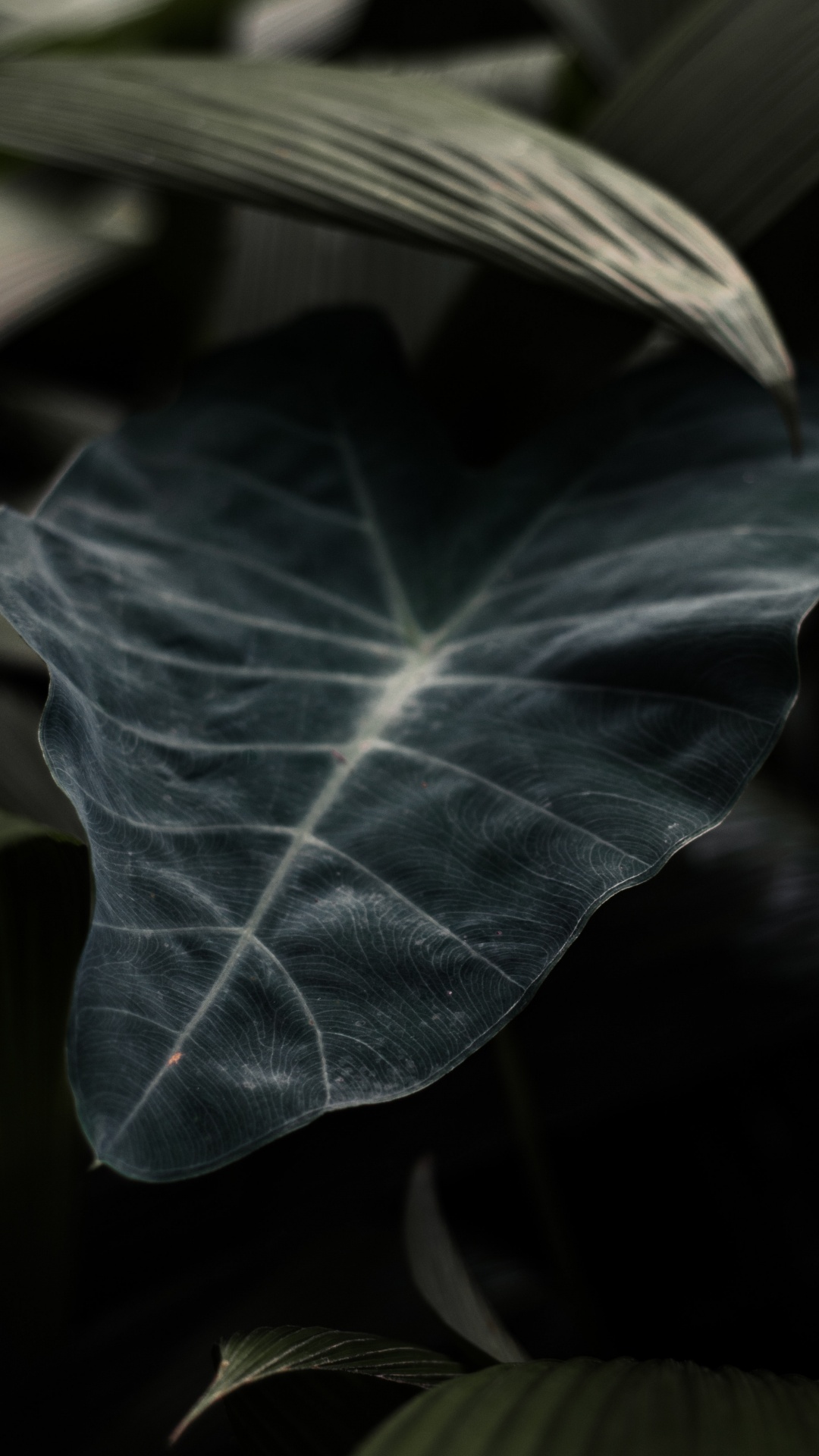 Verde, Sucursal, Planta, de Cerca, Planta Perenne. Wallpaper in 1080x1920 Resolution