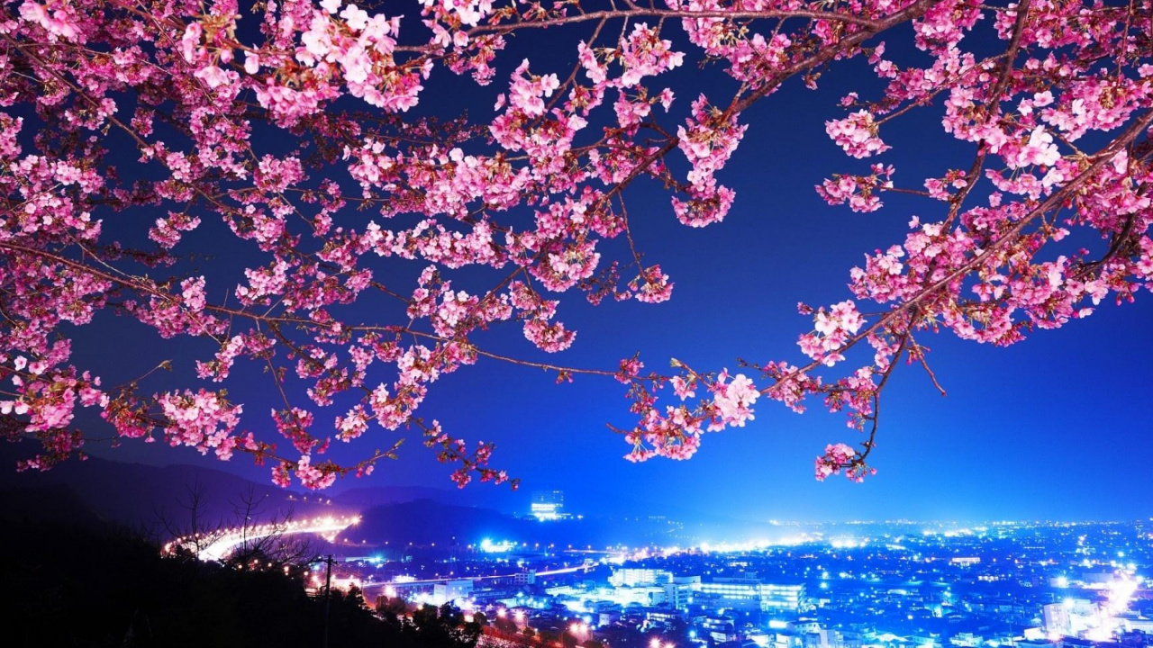 Arbre de Fleurs de Cerisier Rose Pendant la Nuit. Wallpaper in 1280x720 Resolution