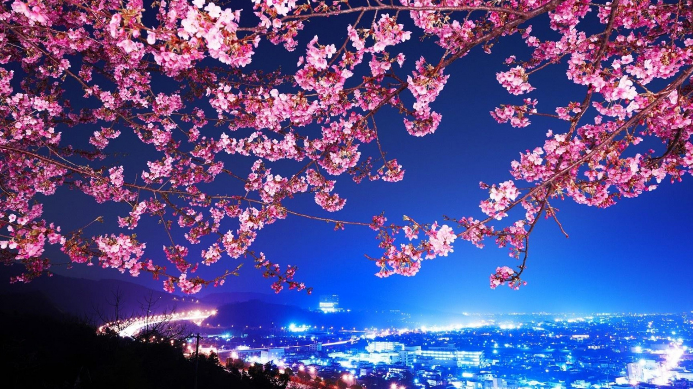 Arbre de Fleurs de Cerisier Rose Pendant la Nuit. Wallpaper in 1366x768 Resolution