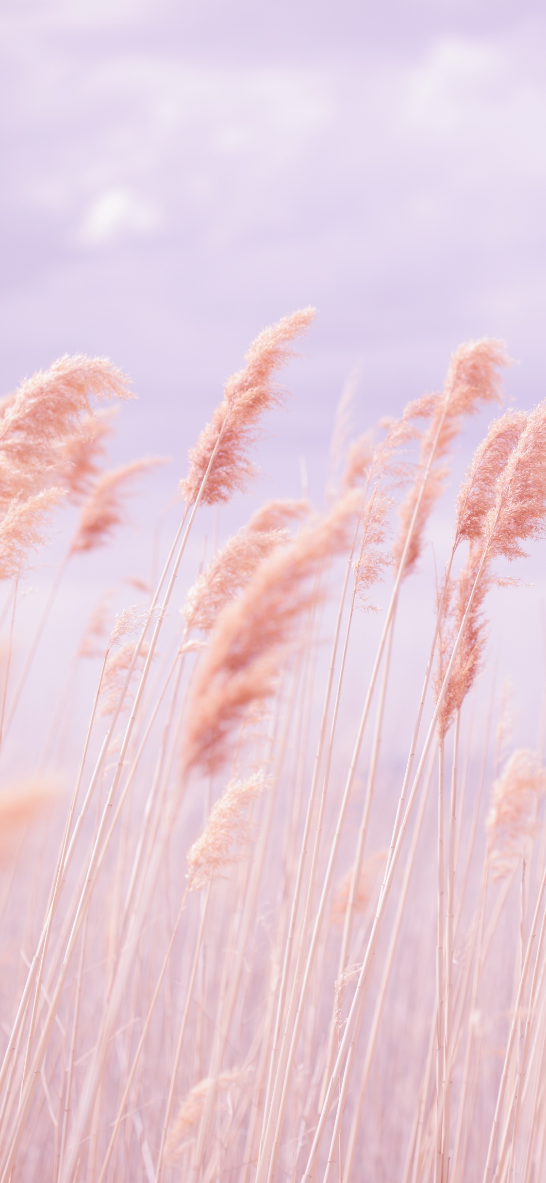 Brown Grass Field Under Blue Sky During Daytime. Wallpaper in 1125x2436 Resolution