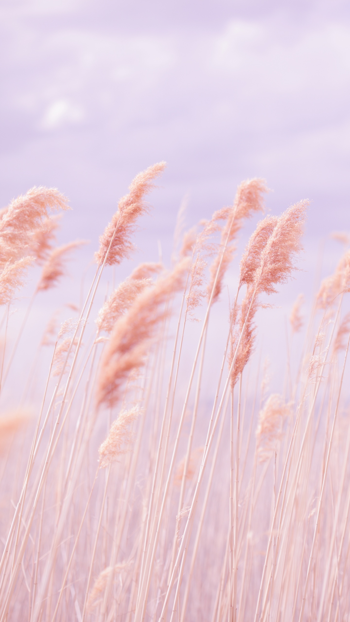 Brown Grass Field Under Blue Sky During Daytime. Wallpaper in 1440x2560 Resolution