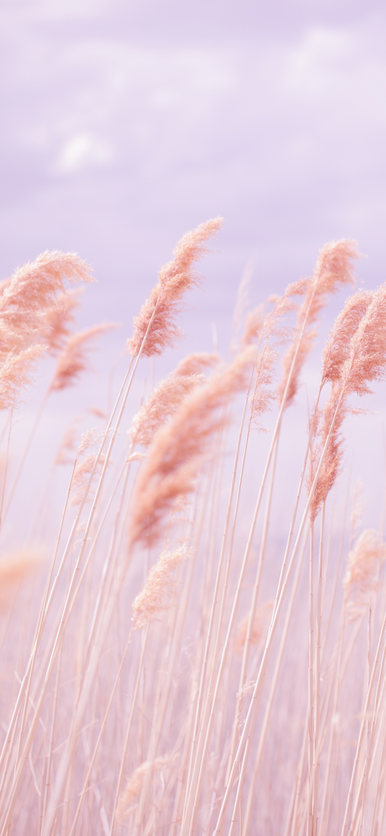 二粒, Rye, 芦根, 柔和的, 草 壁纸 1242x2688 允许