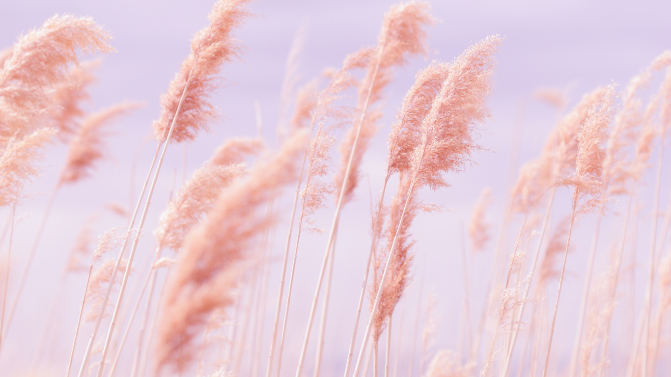 二粒, Rye, 芦根, 柔和的, 草 壁纸 1366x768 允许