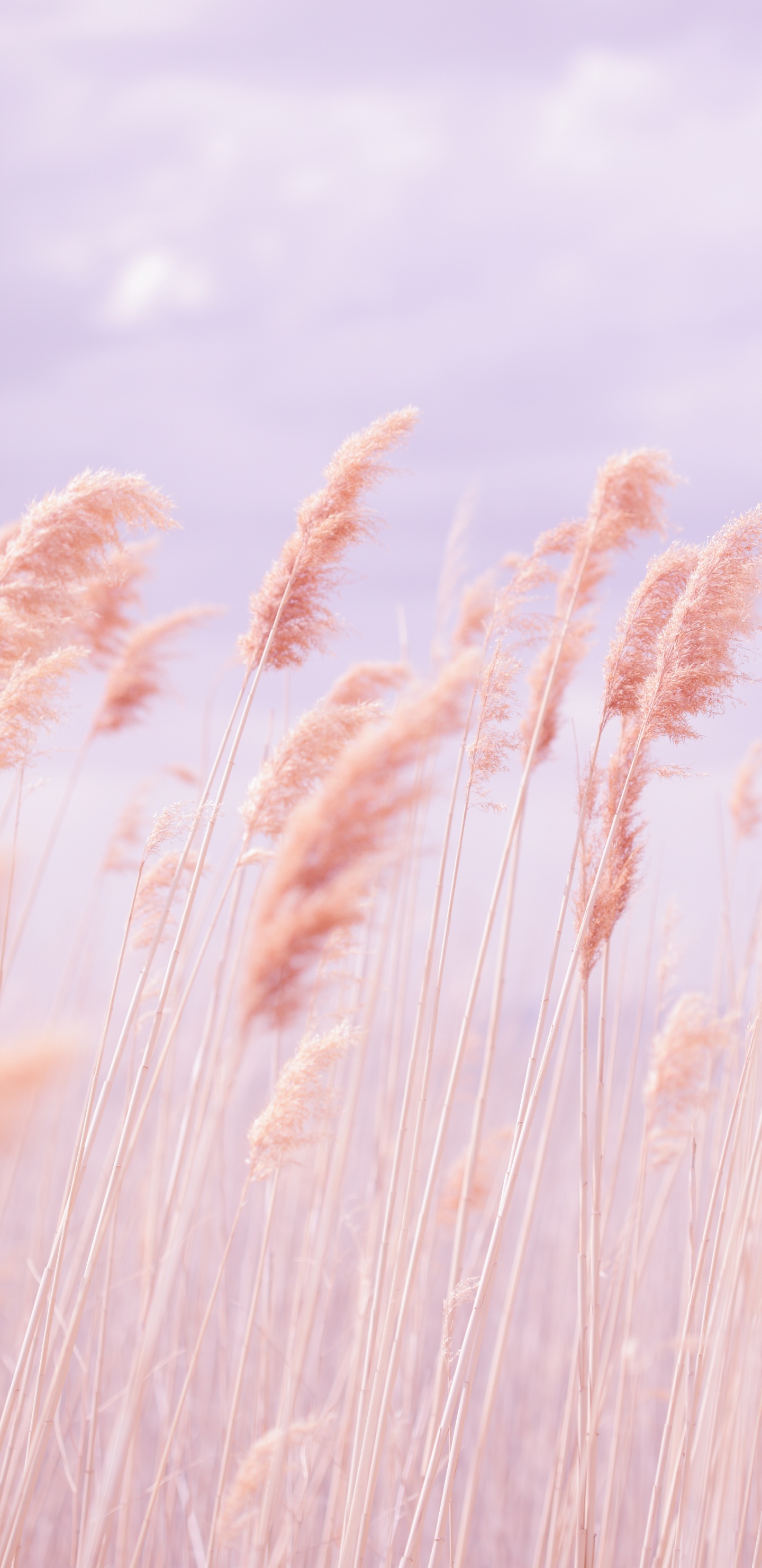 二粒, Rye, 芦根, 柔和的, 草 壁纸 1440x2960 允许