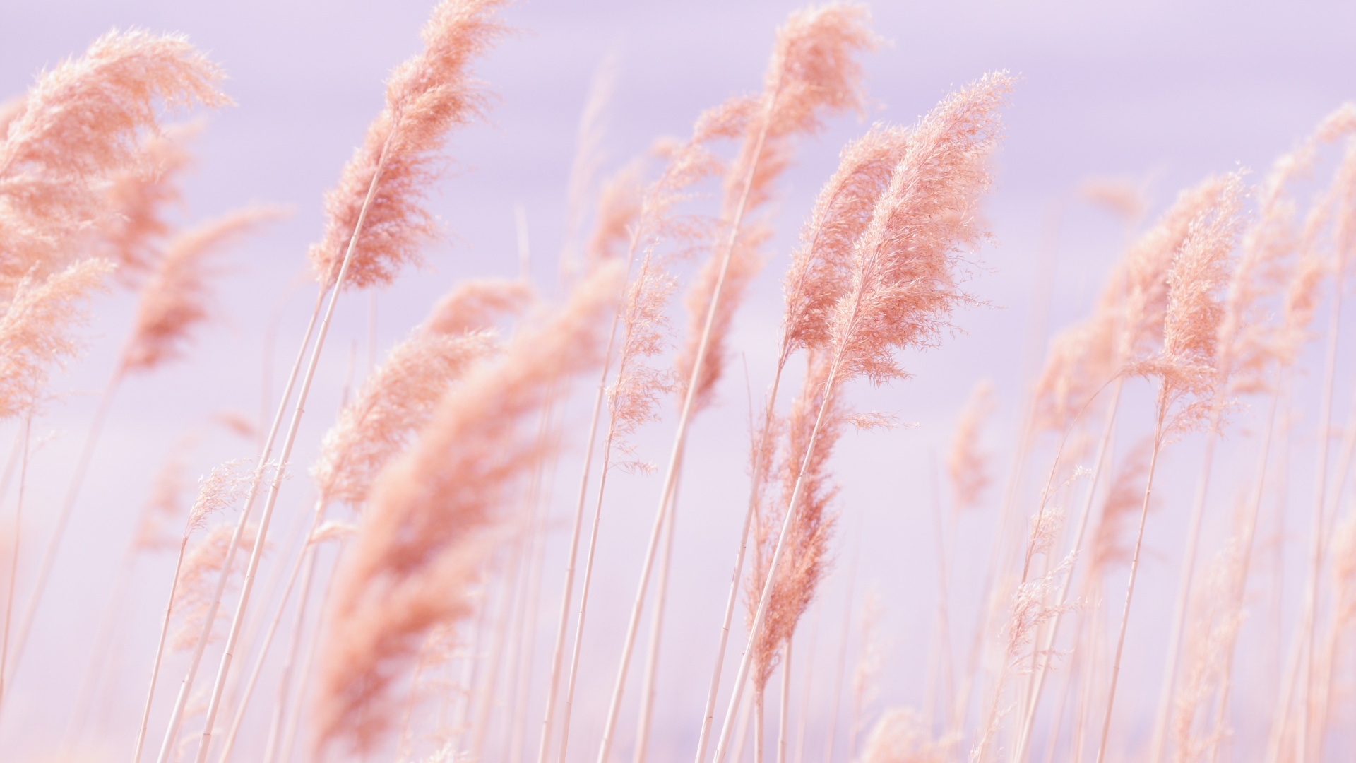 二粒, Rye, 芦根, 柔和的, 草 壁纸 1920x1080 允许