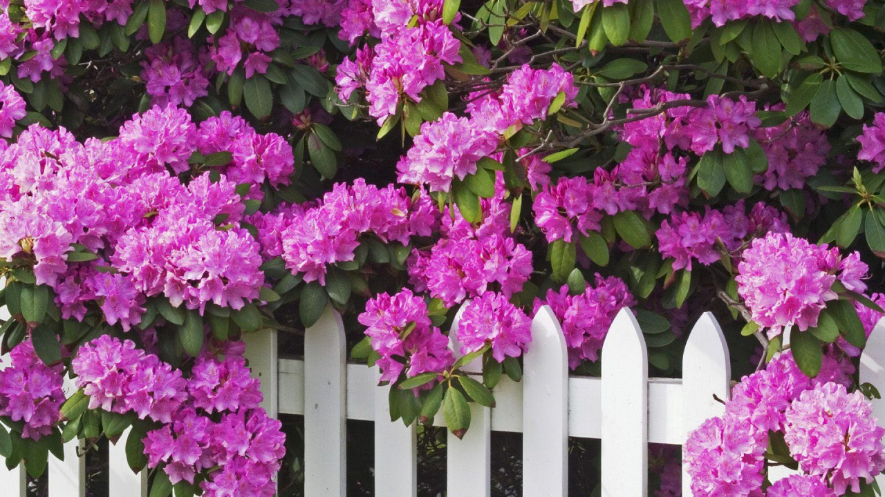 Purple Flowers on White Wooden Fence. Wallpaper in 1280x720 Resolution