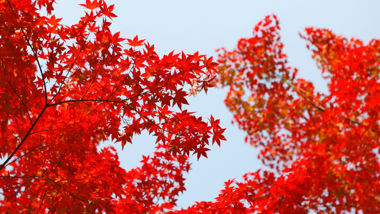 红色的, 木本植物, 枫, 棕色, 天空 壁纸 1280x720 允许