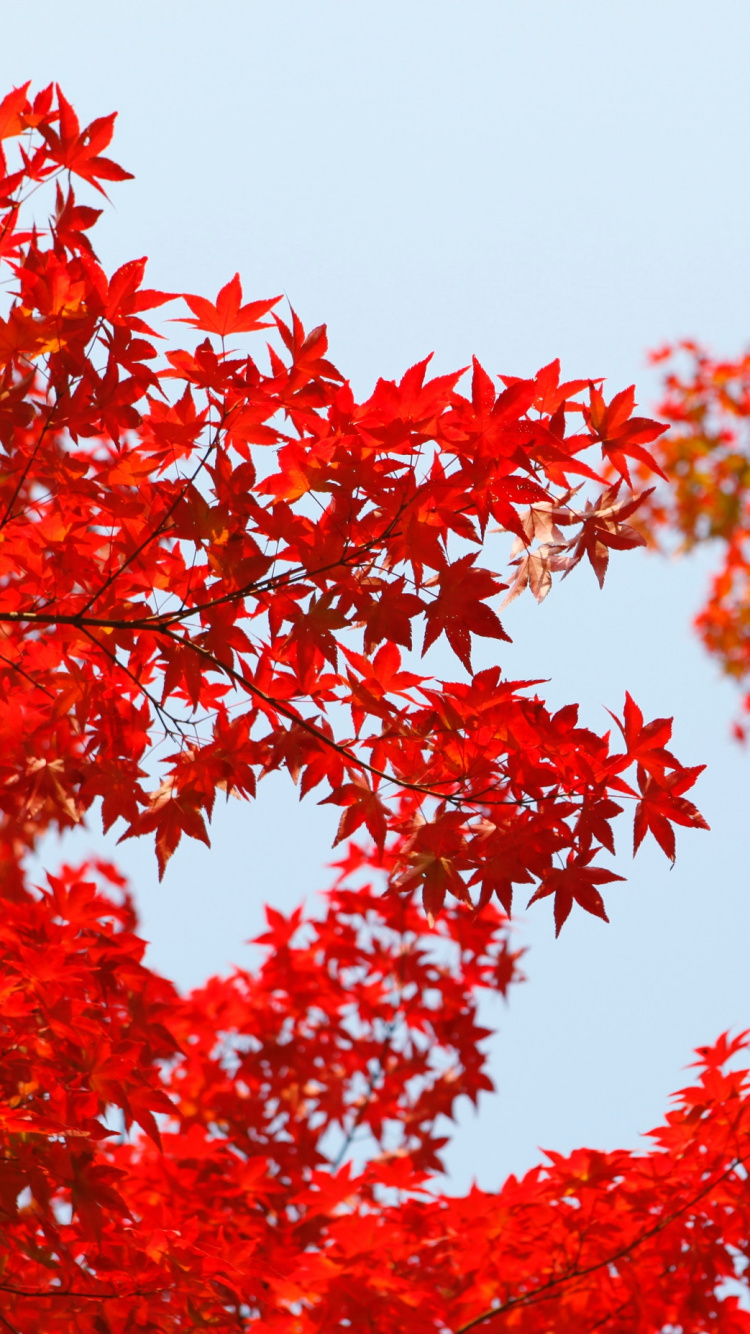 红色的, 木本植物, 枫, 棕色, 天空 壁纸 750x1334 允许