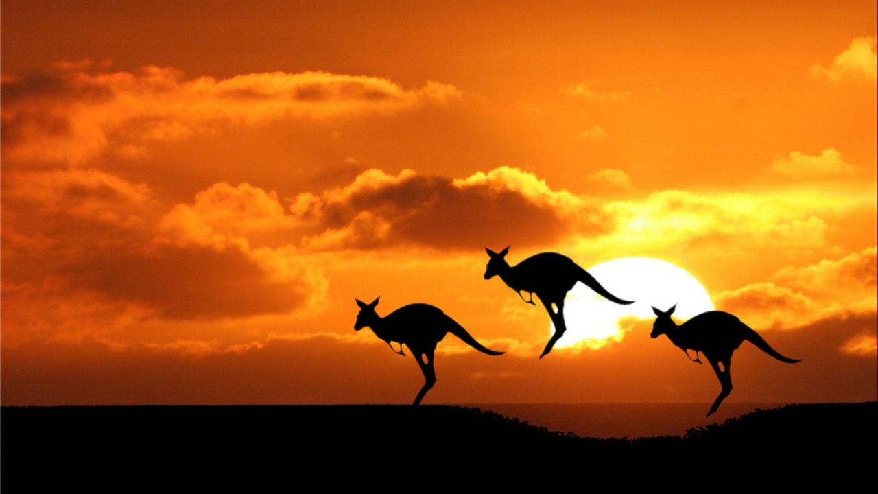野生动物, 剪影, 日落, 日出, 悉尼 壁纸 1280x720 允许