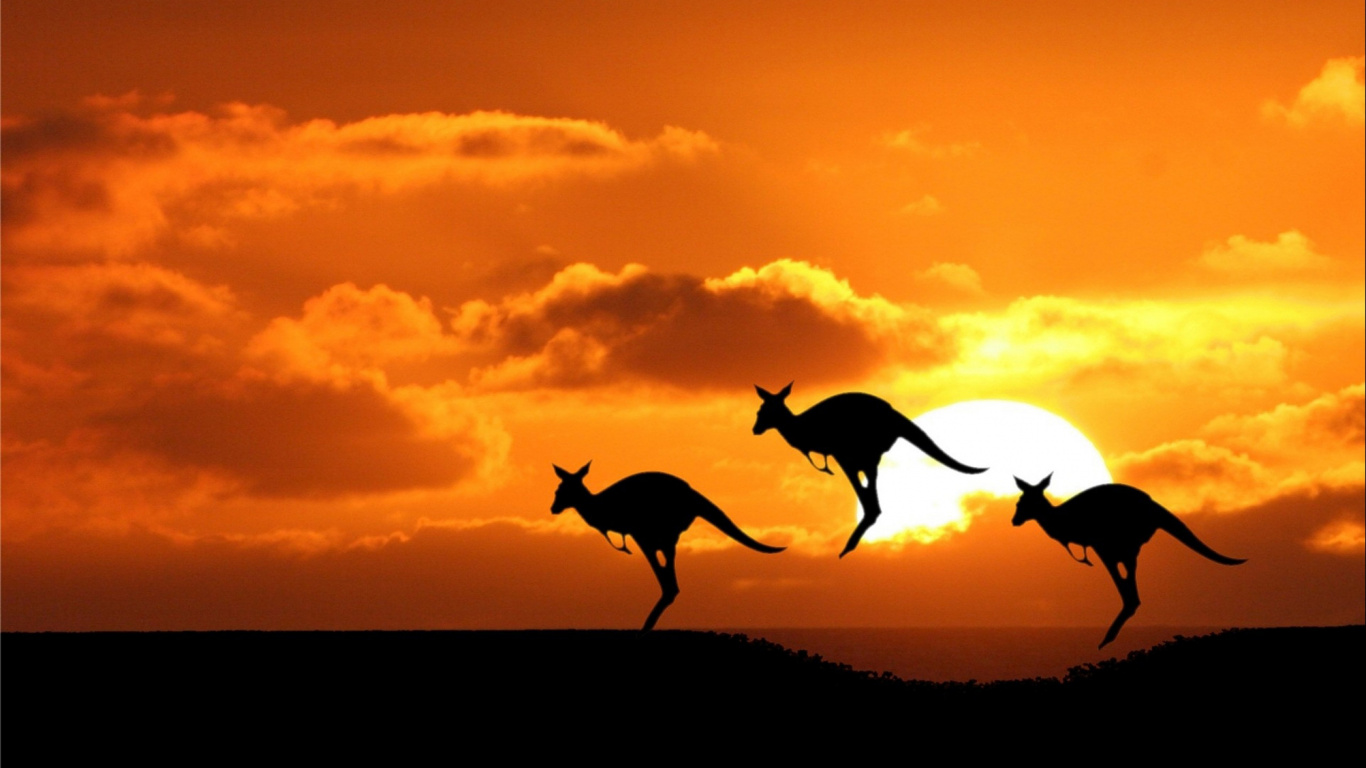 野生动物, 剪影, 日落, 日出, 悉尼 壁纸 1366x768 允许