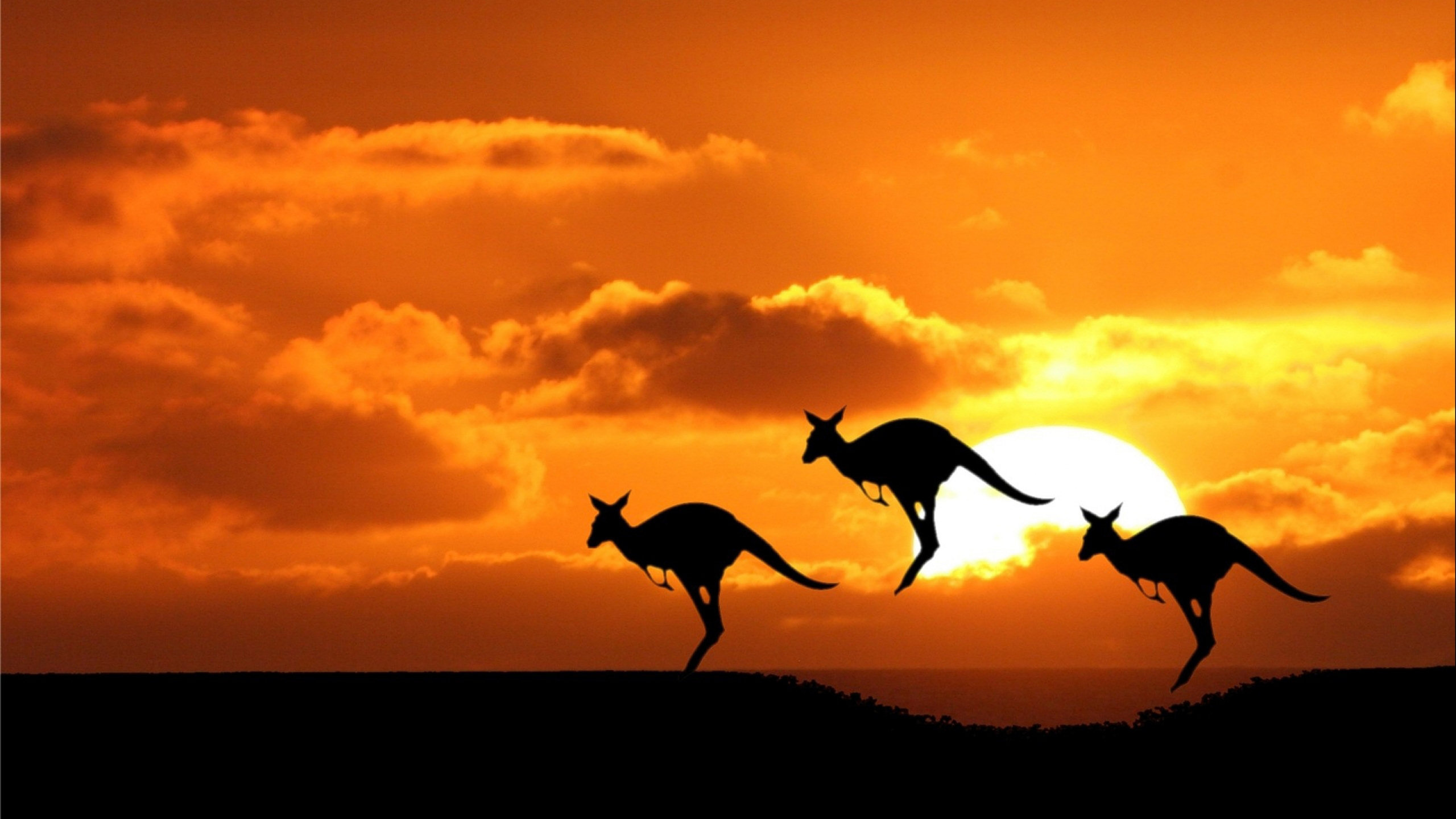 野生动物, 剪影, 日落, 日出, 悉尼 壁纸 2560x1440 允许