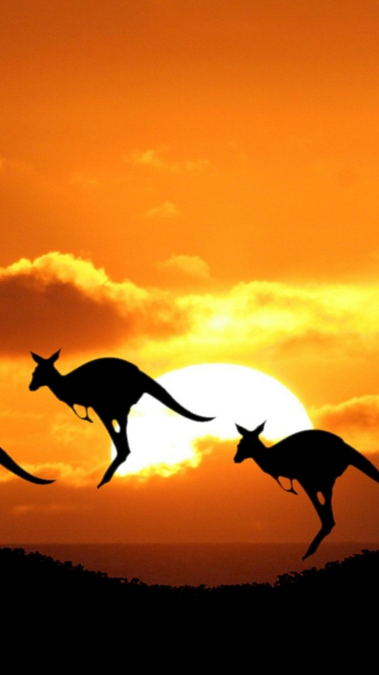 野生动物, 剪影, 日落, 日出, 悉尼 壁纸 750x1334 允许