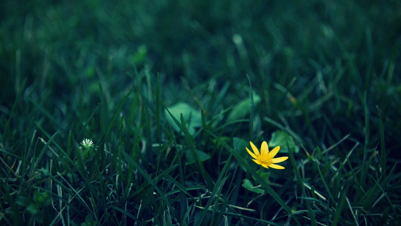 Fleur Jaune Sur L'herbe Verte. Wallpaper in 1280x720 Resolution