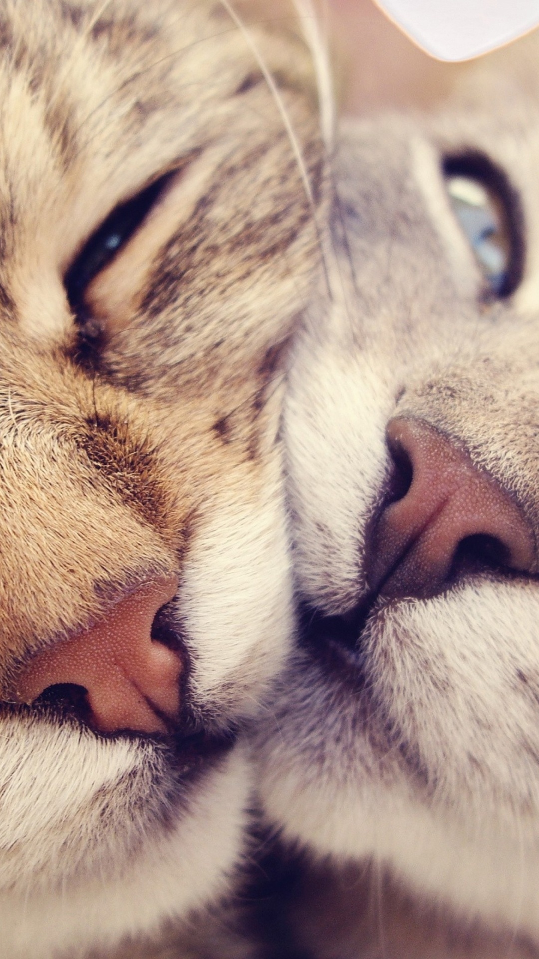 Gato Atigrado Plateado Con Ojos Naranjas. Wallpaper in 1080x1920 Resolution