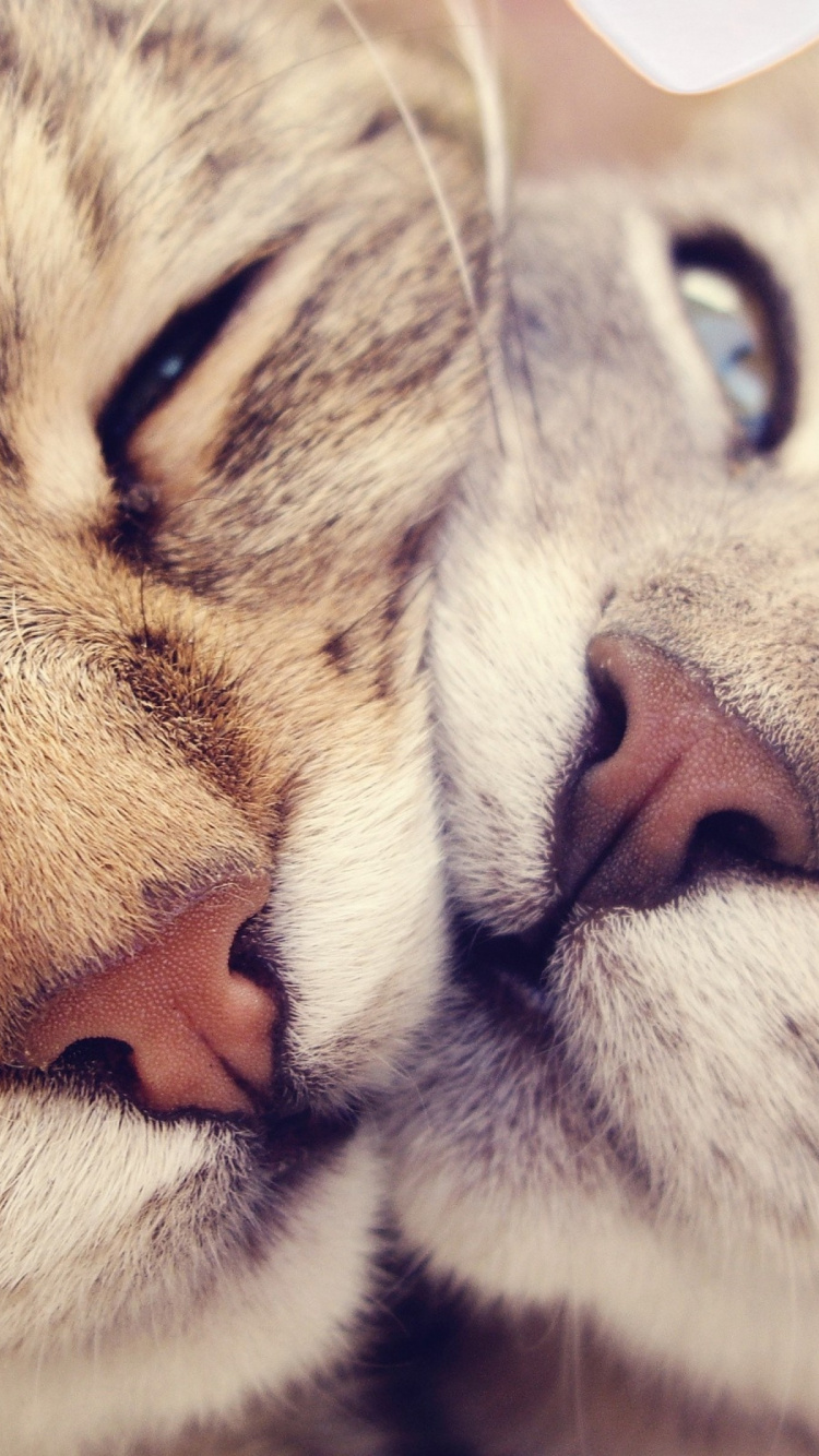 Silber Getigerte Katze Mit Orangefarbenen Augen. Wallpaper in 750x1334 Resolution