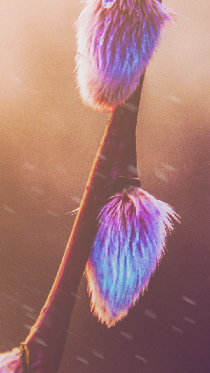 粉红色, 紫罗兰色, 紫色的, 光, 天空 壁纸 720x1280 允许