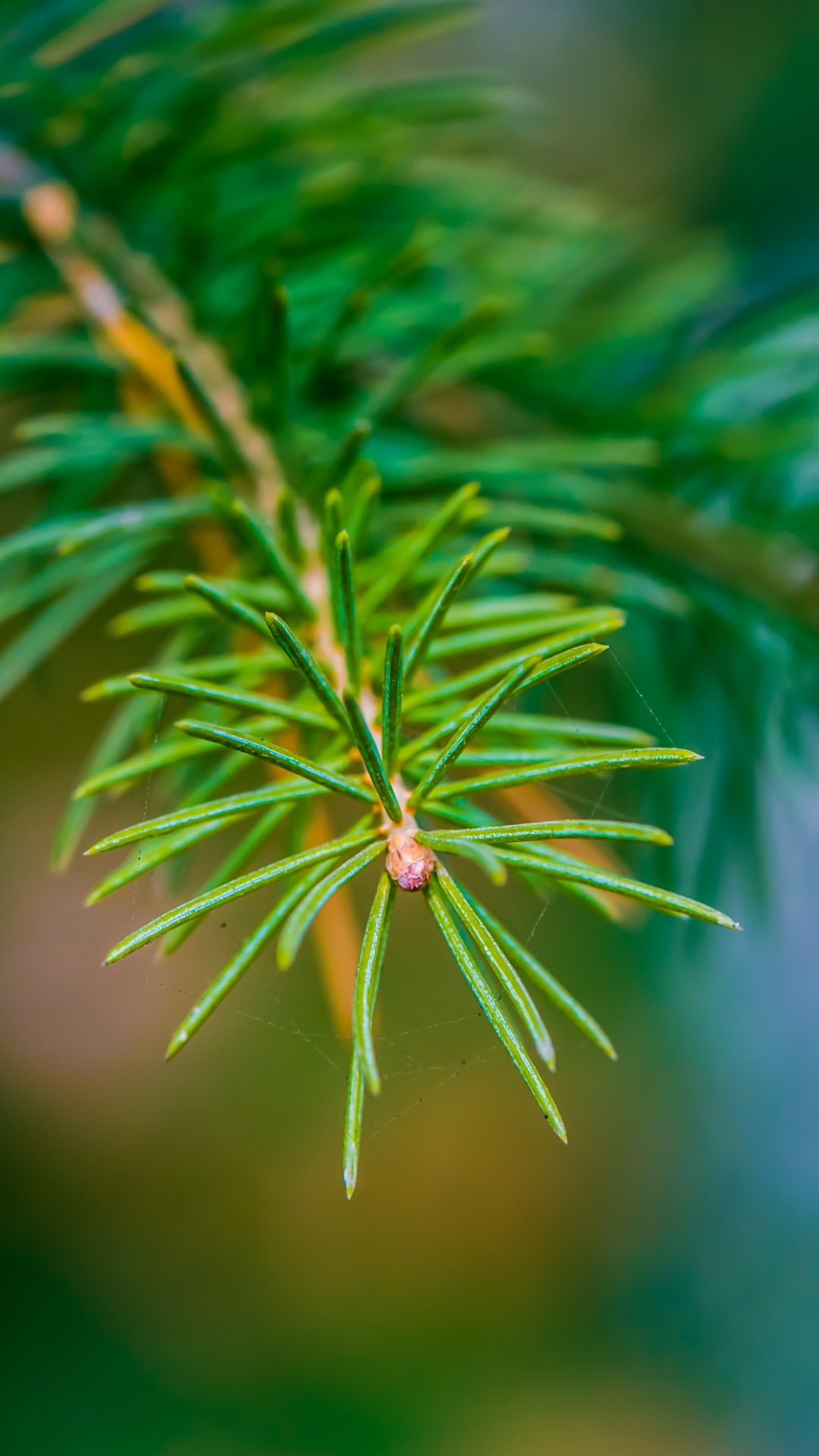 Vegetation, Tree, Fir, Conifers, Spruce. Wallpaper in 1080x1920 Resolution
