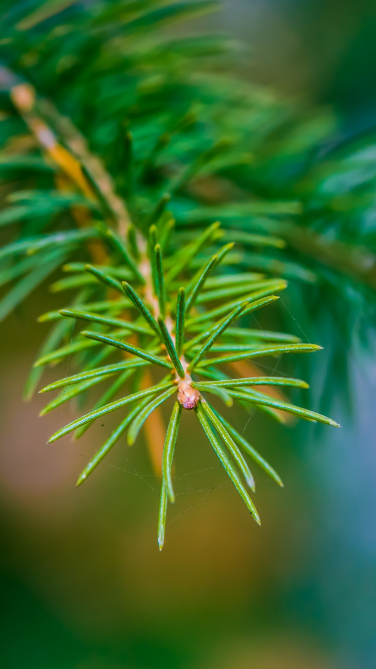 植被, Fir, 针叶树, 云杉, 显花植物 壁纸 750x1334 允许