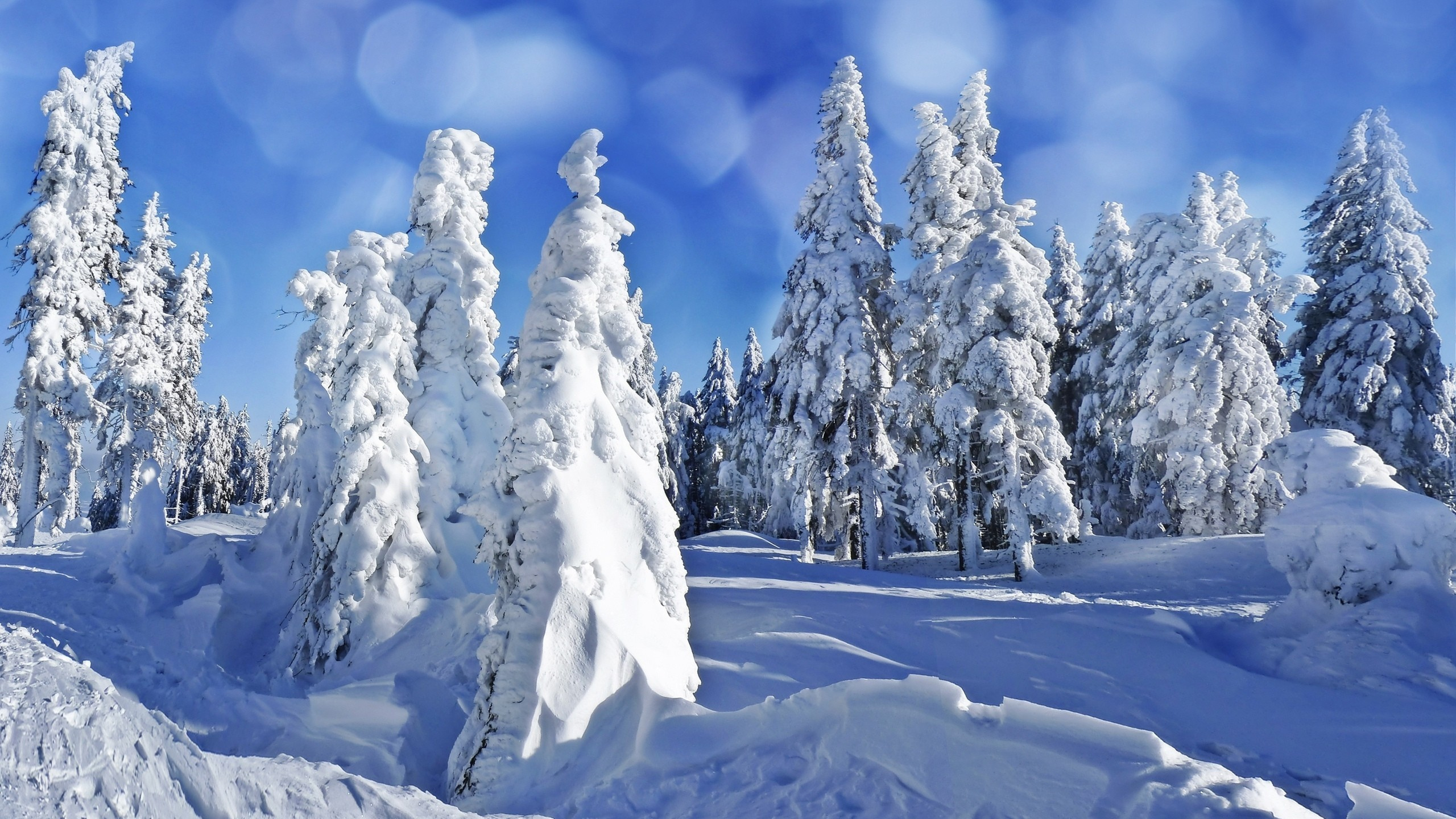 Snow Covered Trees Under Blue Sky During Daytime. Wallpaper in 2560x1440 Resolution