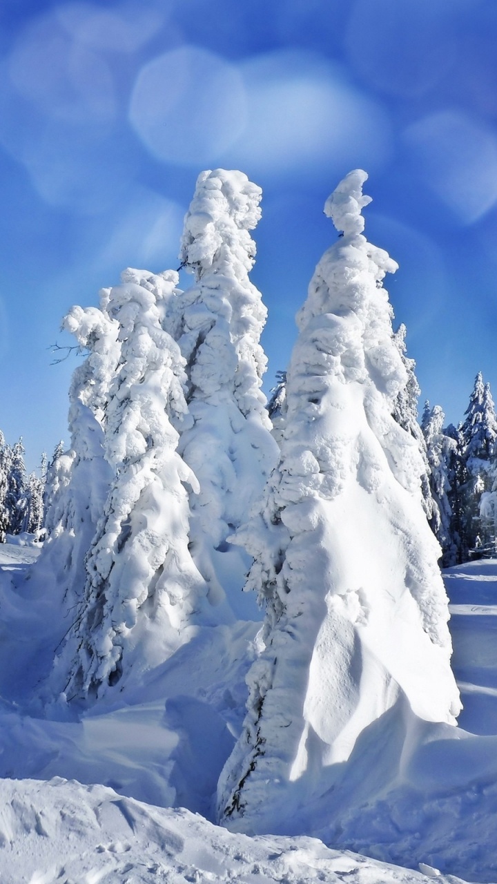 Snow Covered Trees Under Blue Sky During Daytime. Wallpaper in 720x1280 Resolution