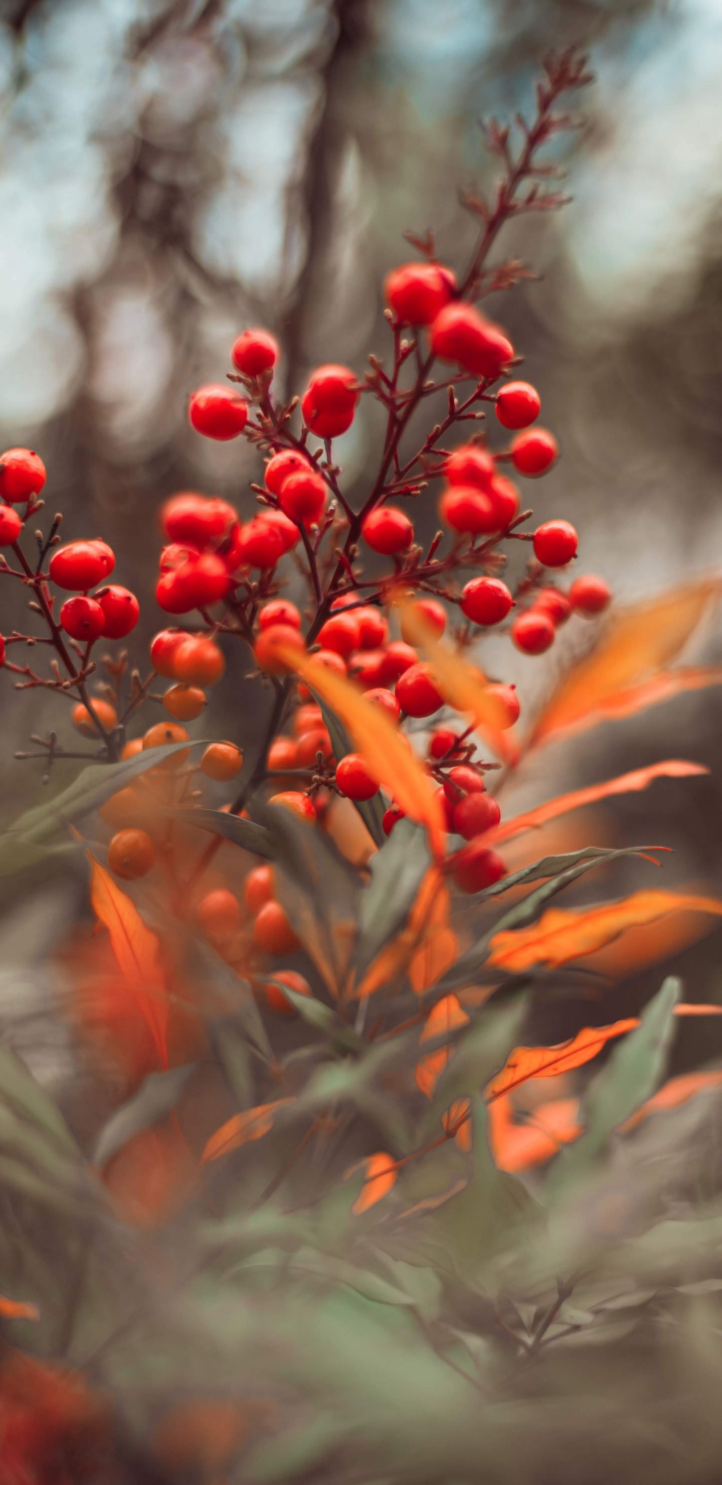 Rote Runde Früchte am Grünen Baum. Wallpaper in 1440x2960 Resolution