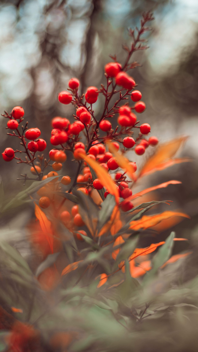 Fruits Ronds Rouges Sur Arbre Vert. Wallpaper in 750x1334 Resolution