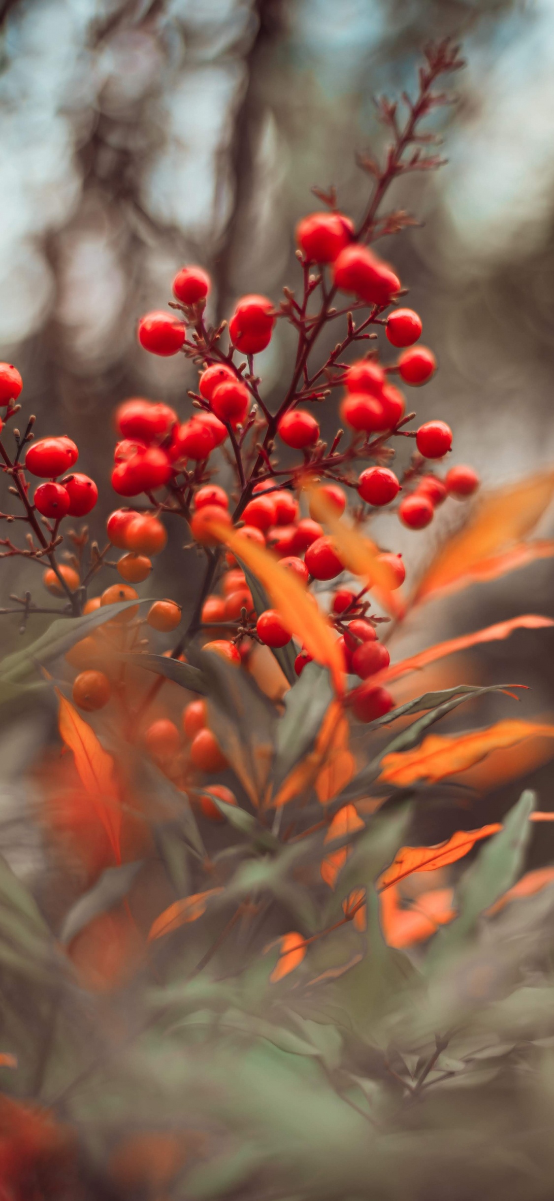 Red Round Fruits on Green Tree. Wallpaper in 1125x2436 Resolution