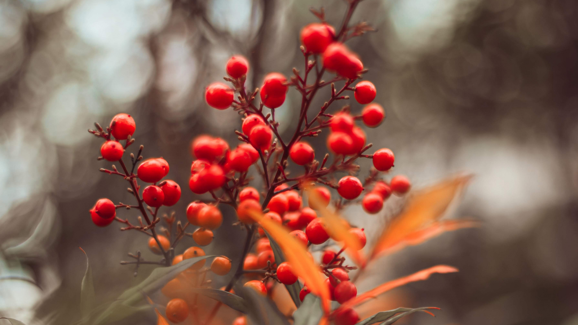 红色的, 弹簧, 色彩, 显花植物, 植被 壁纸 1920x1080 允许