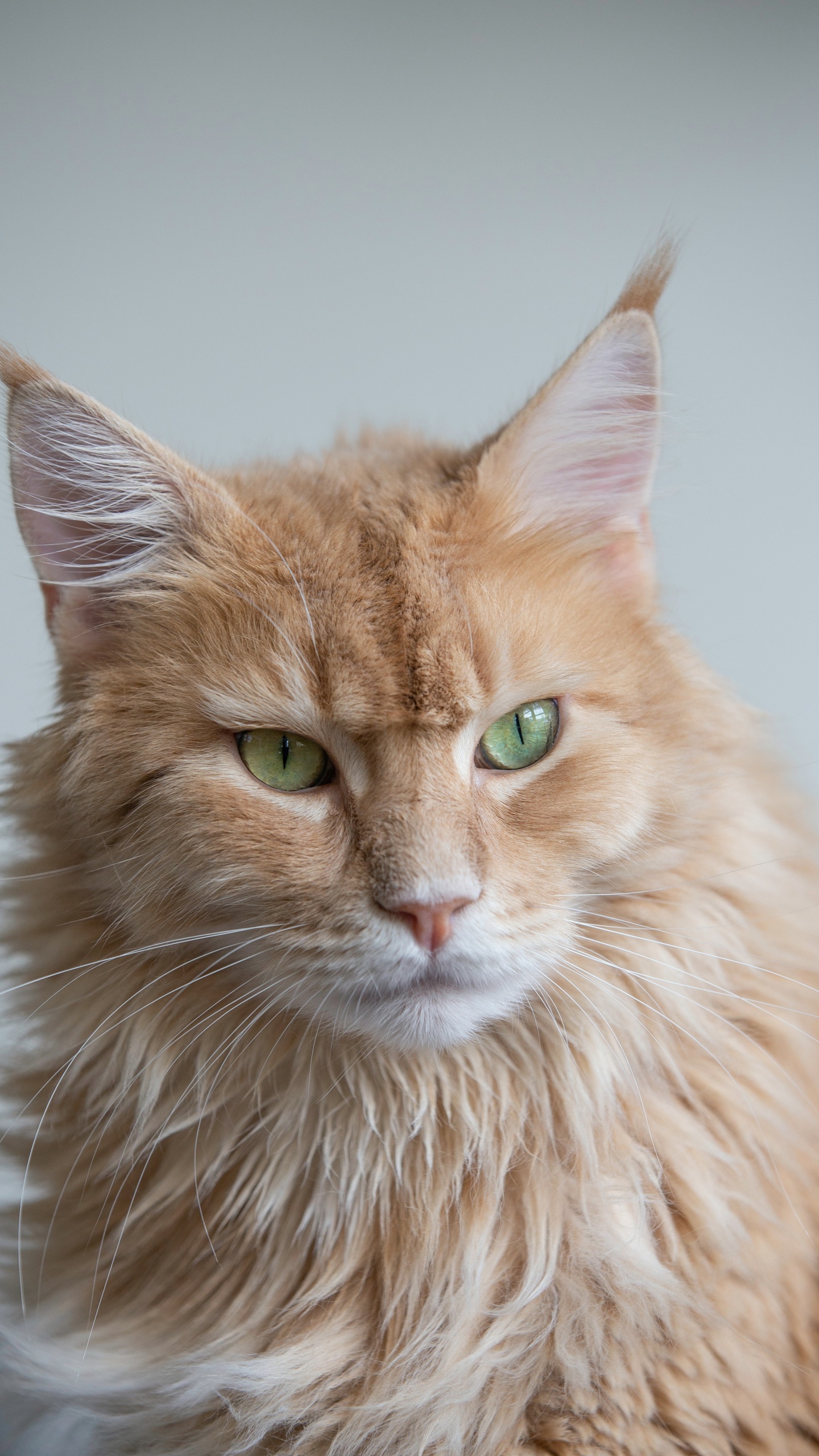 Felidae, Britisch Kurzhaar, Dogge, Bengal Katze, Perserkatze. Wallpaper in 1440x2560 Resolution