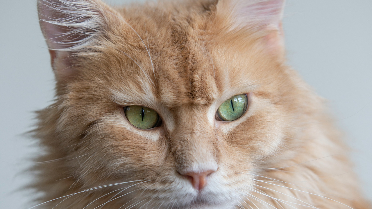 Felidae, British Shorthair, Great Dane, Bengal Cat, Persian Cat. Wallpaper in 1280x720 Resolution