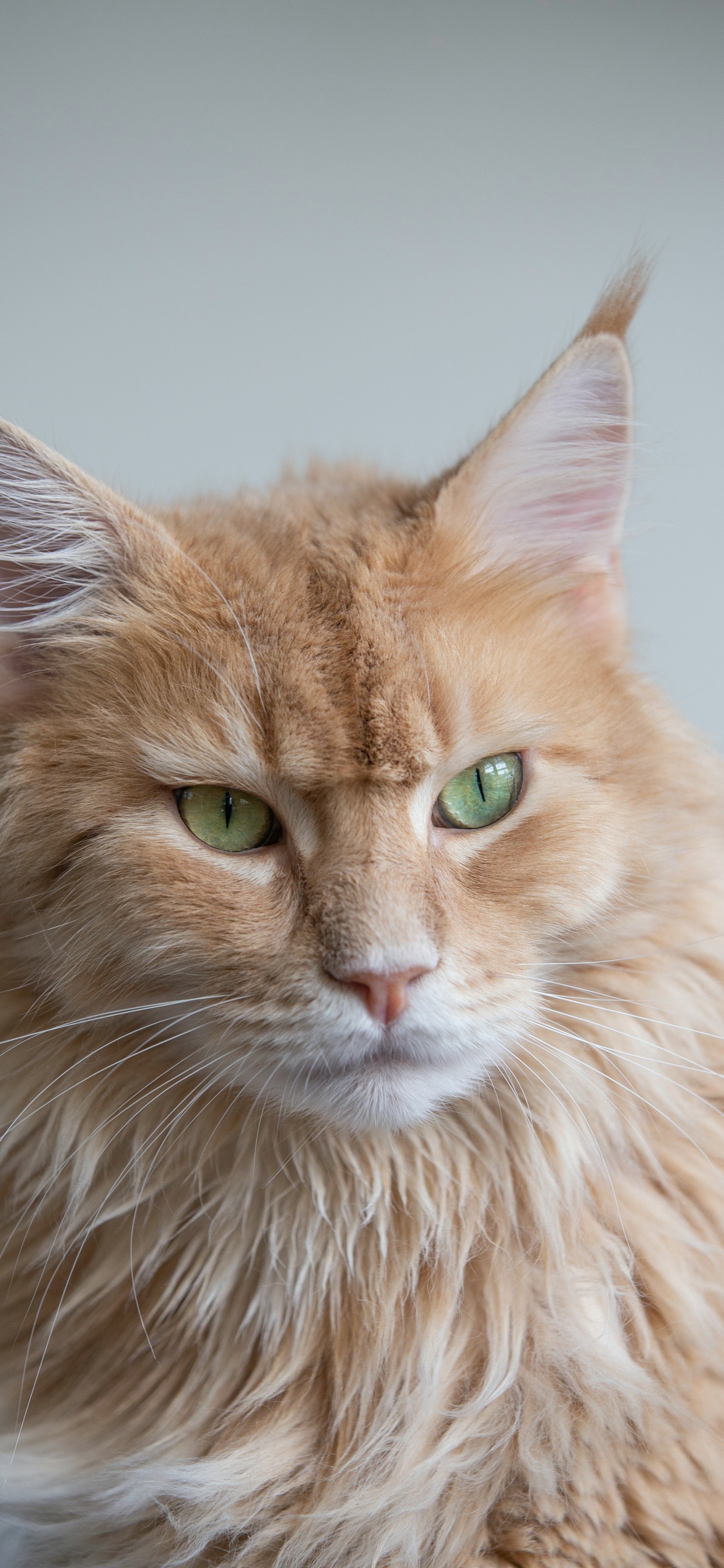 Felidae, le British Shorthair, Great Dane, Chat de Bengal, Chat Persan. Wallpaper in 1242x2688 Resolution