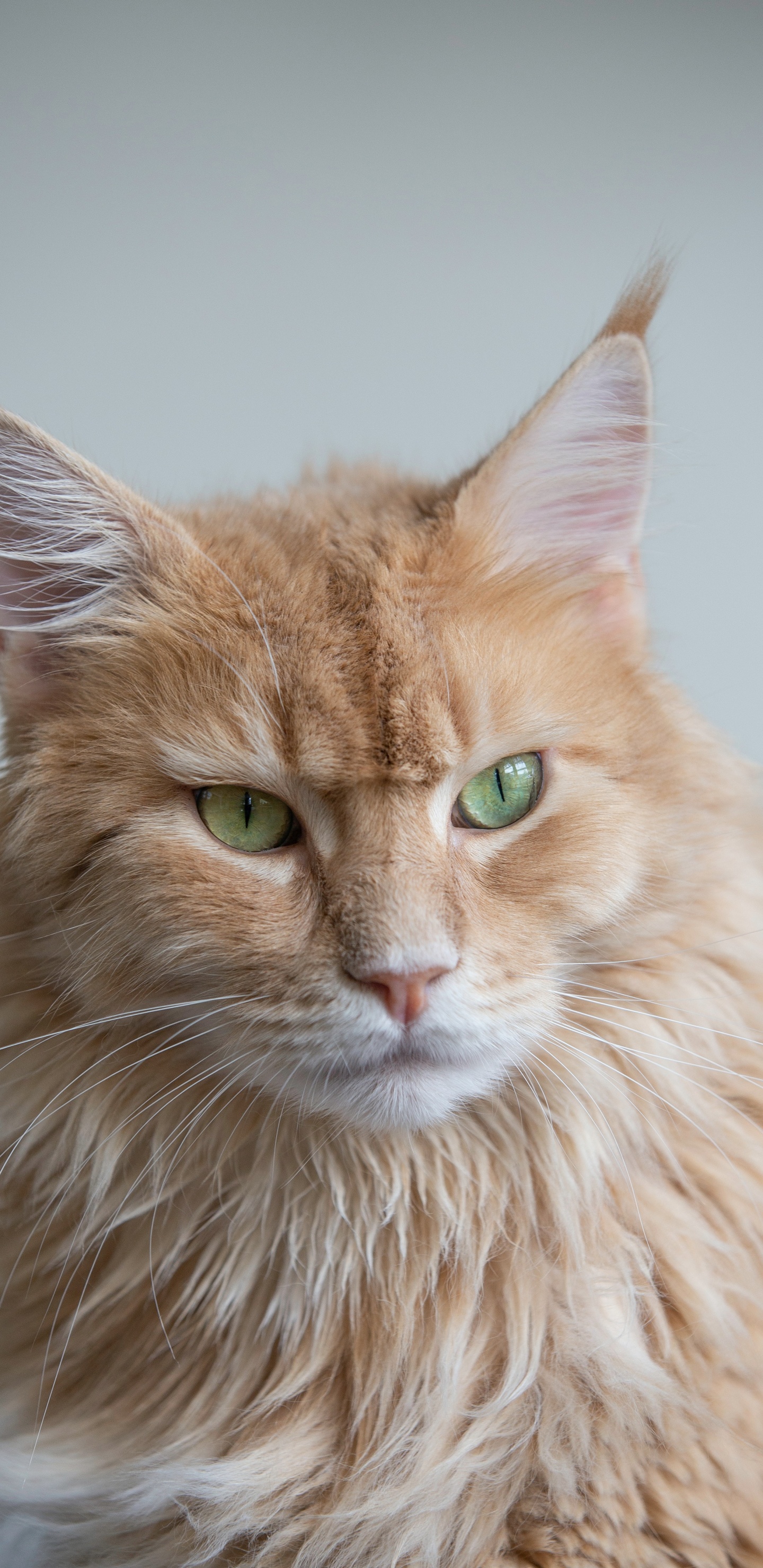 Felidae, le British Shorthair, Great Dane, Chat de Bengal, Chat Persan. Wallpaper in 1440x2960 Resolution