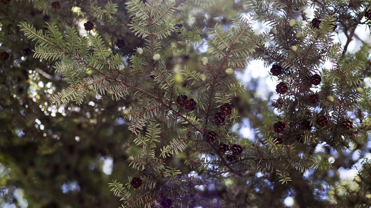 Arbre à Feuilles Vertes et Brunes. Wallpaper in 1280x720 Resolution