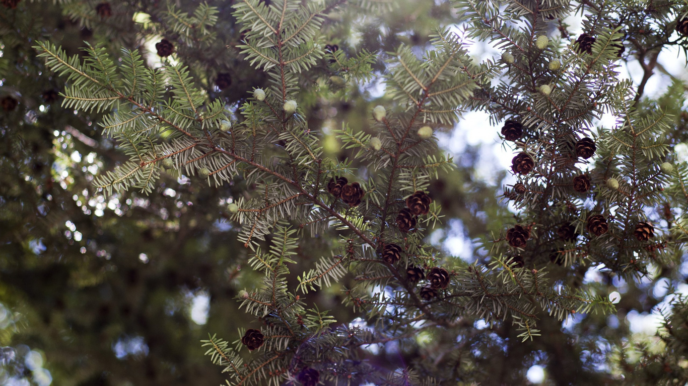 Arbre à Feuilles Vertes et Brunes. Wallpaper in 1366x768 Resolution